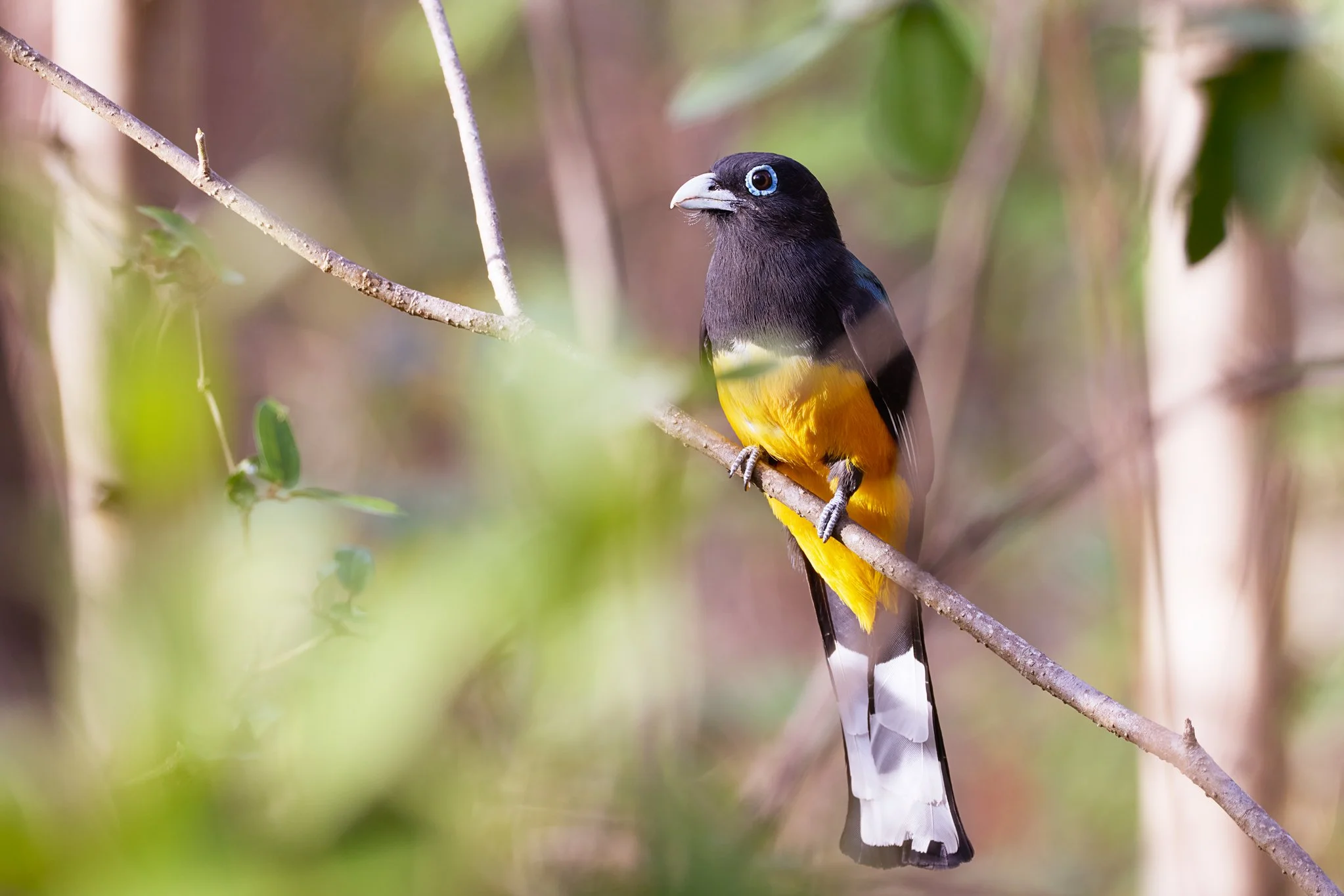 BlackHeadedTrogon_NicoyaCR_2.jpg