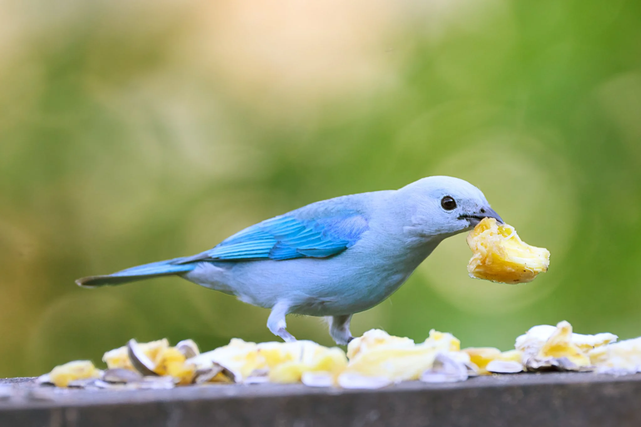 BlueGreyTanager_TarcolesCR_2.jpg