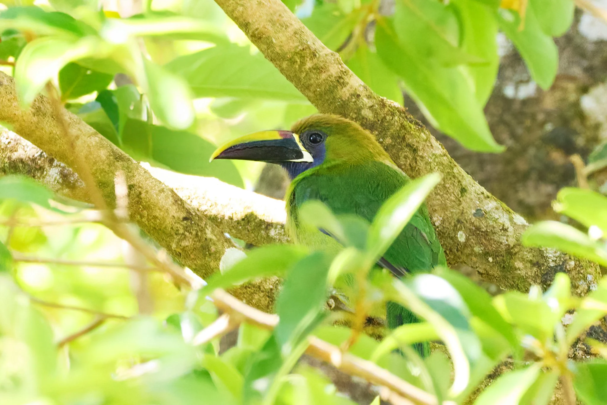 BlueThroatedToucanet_NorthernEmeraldToucanet_MonteverdeCR_3.jpg