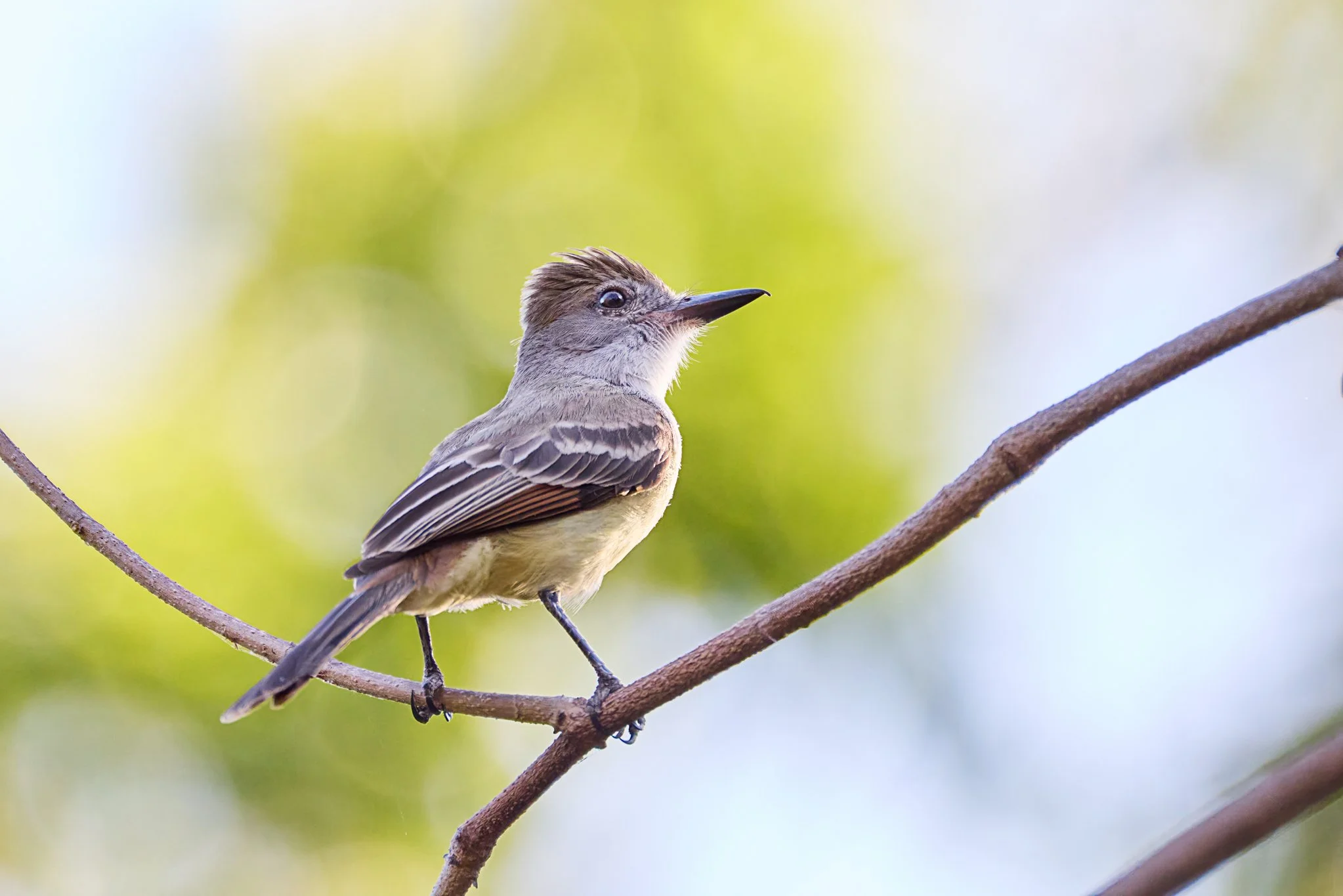 BrownCrestedFlycatcher_NicoyaCR_3.jpg
