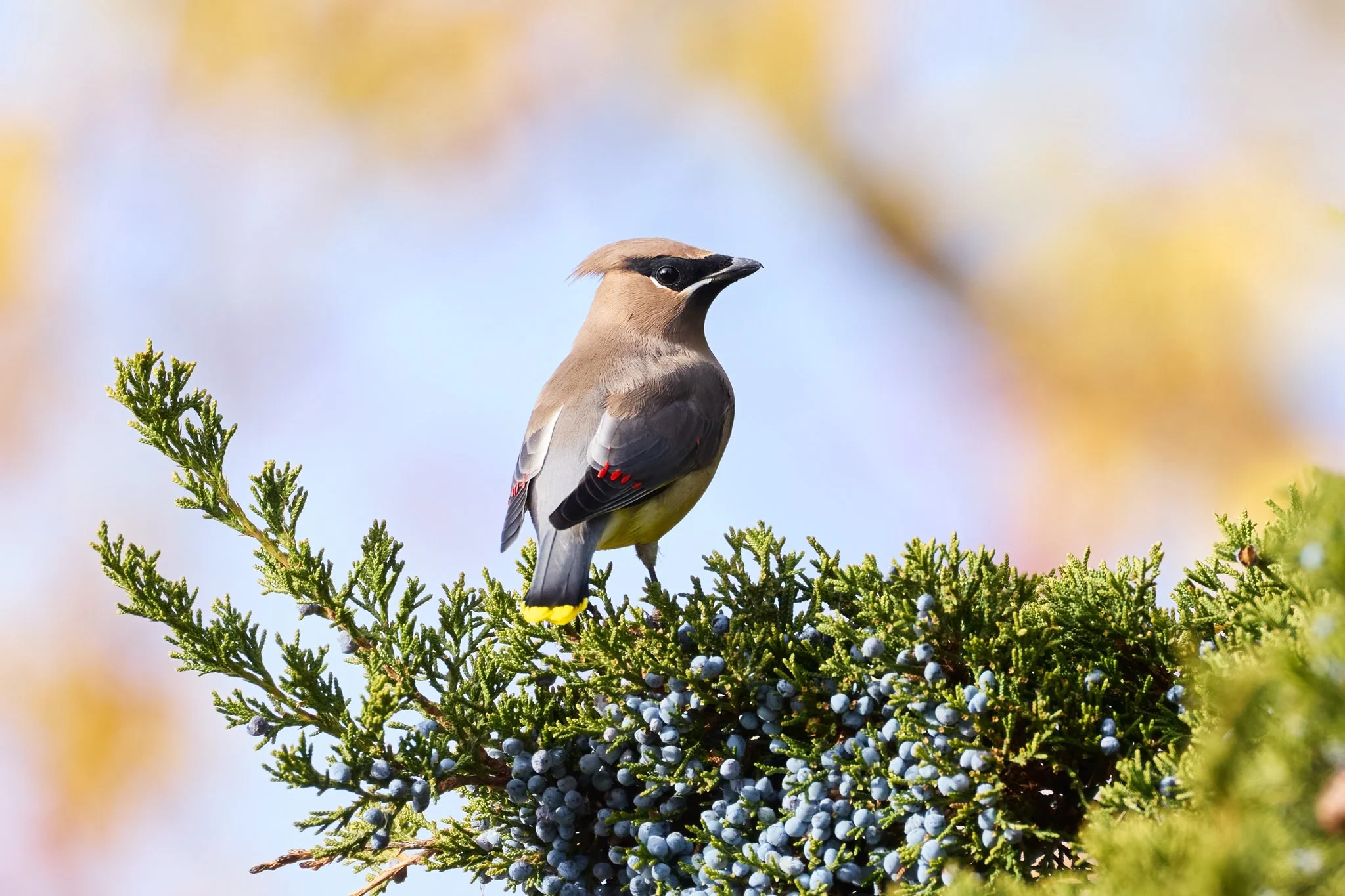 CedarWaxwing_HLFP_1.jpg