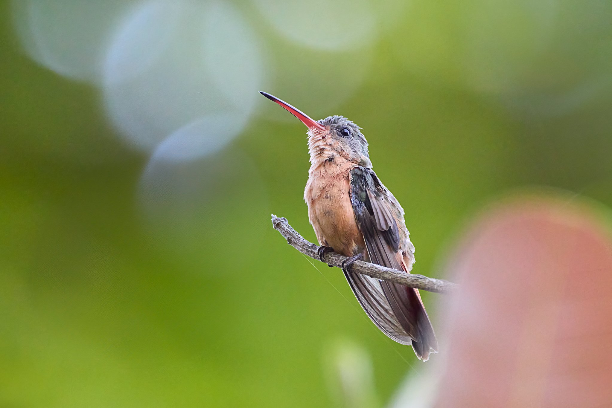 CinnamonHummingbird_TarcolesCR_1.jpg