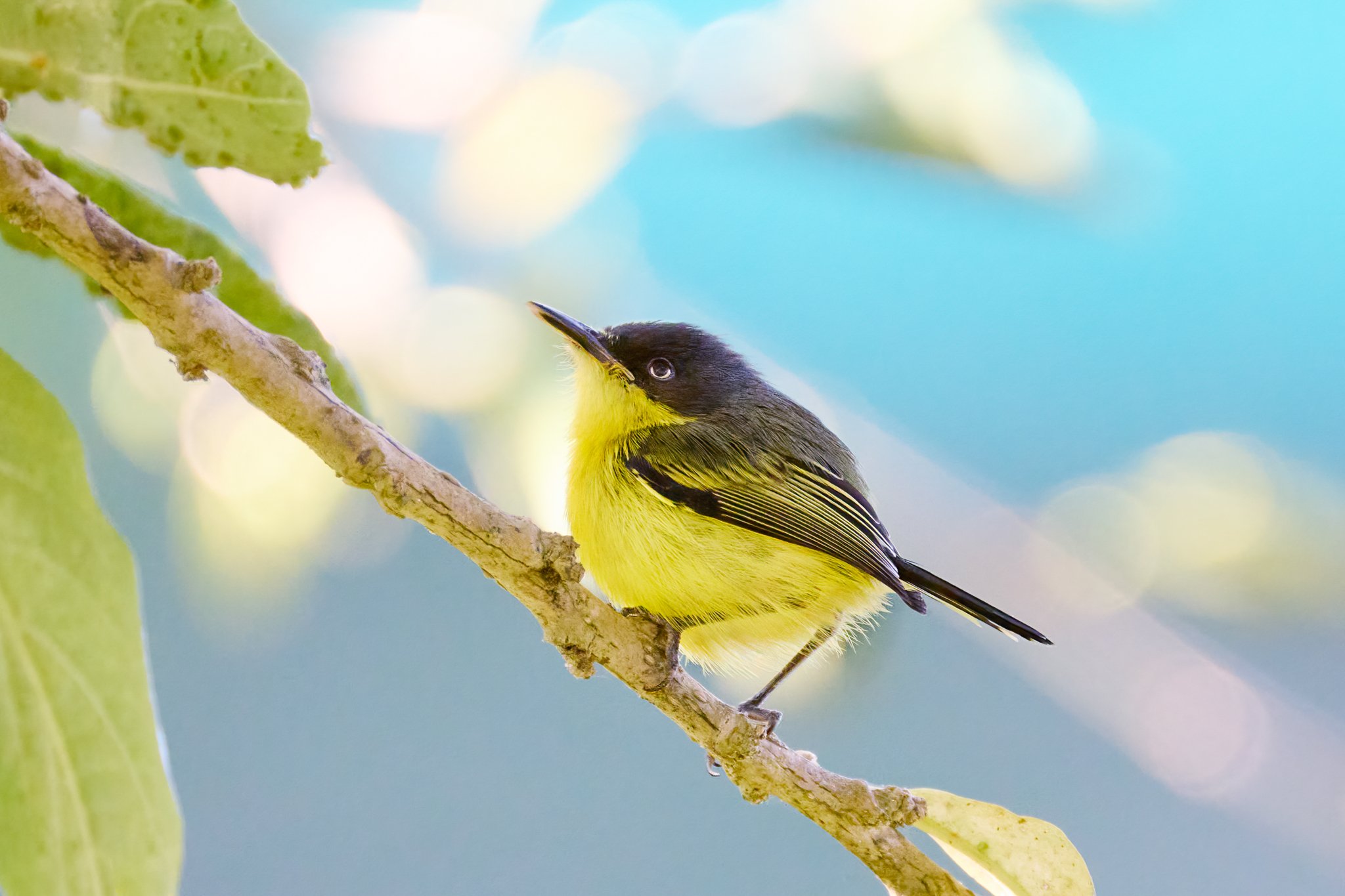 CommonTodyFlycatcher_MonteverdeCR_4Alt.jpg
