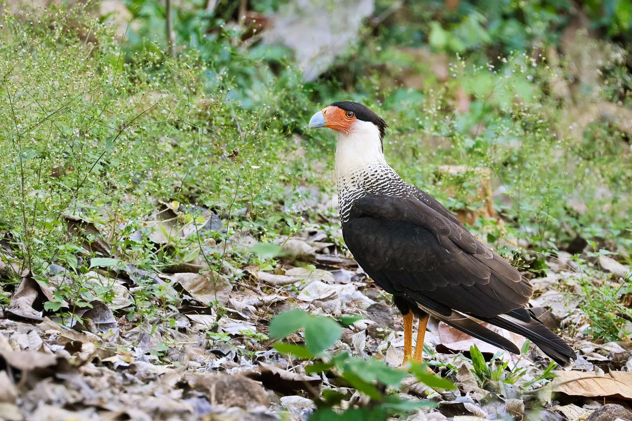 CrestedCaracara_TarcolesCR_3.jpg