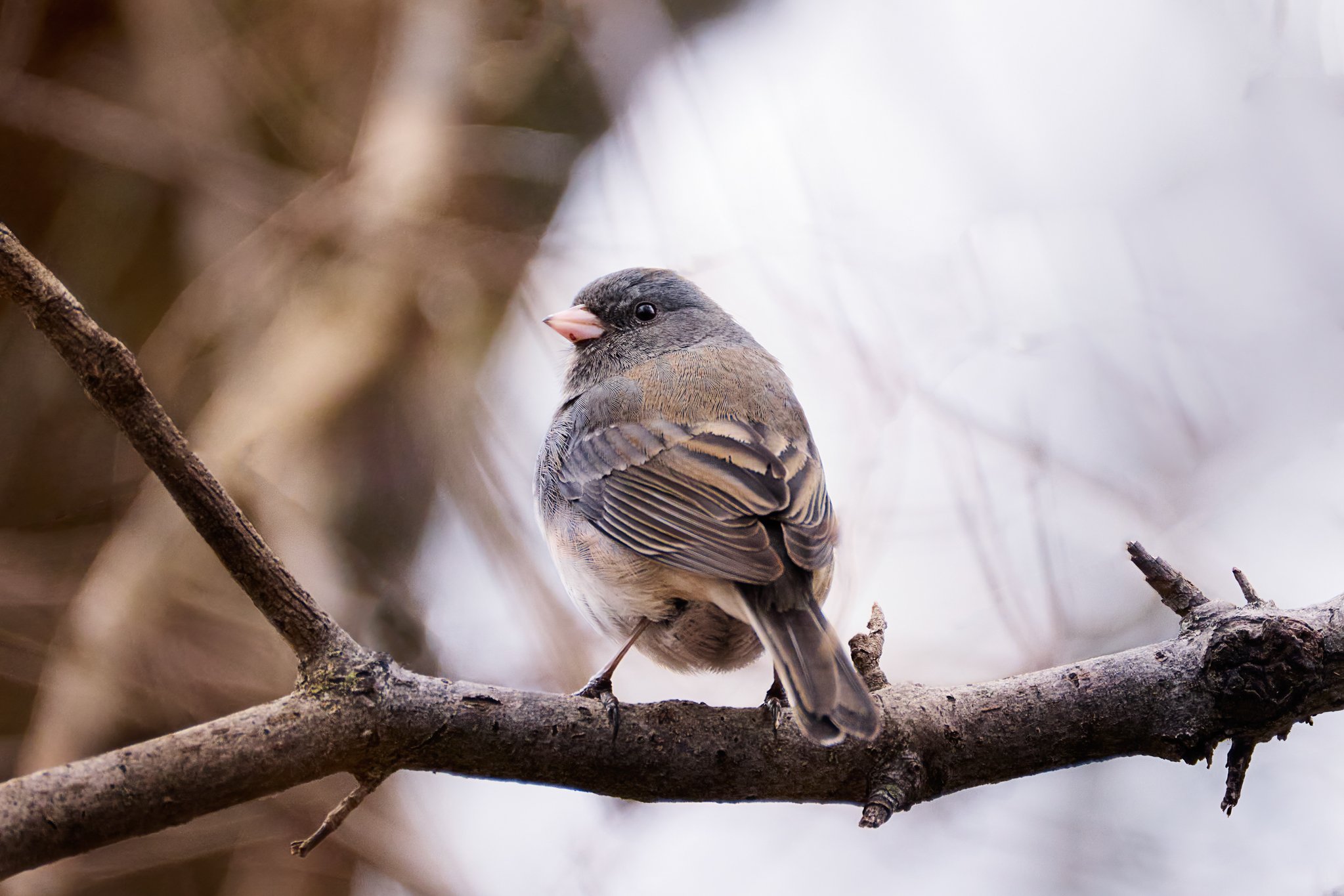 DarkEyedJunco_1.jpg