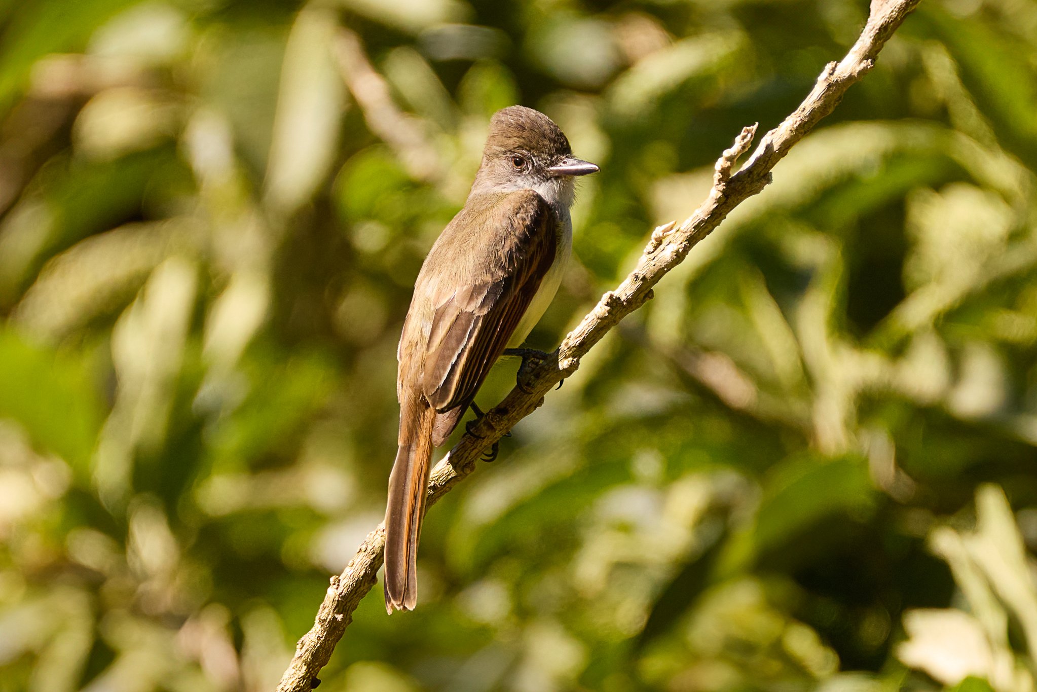 DuskyCappedFlycatcher_MonteverdeCR_1.jpg