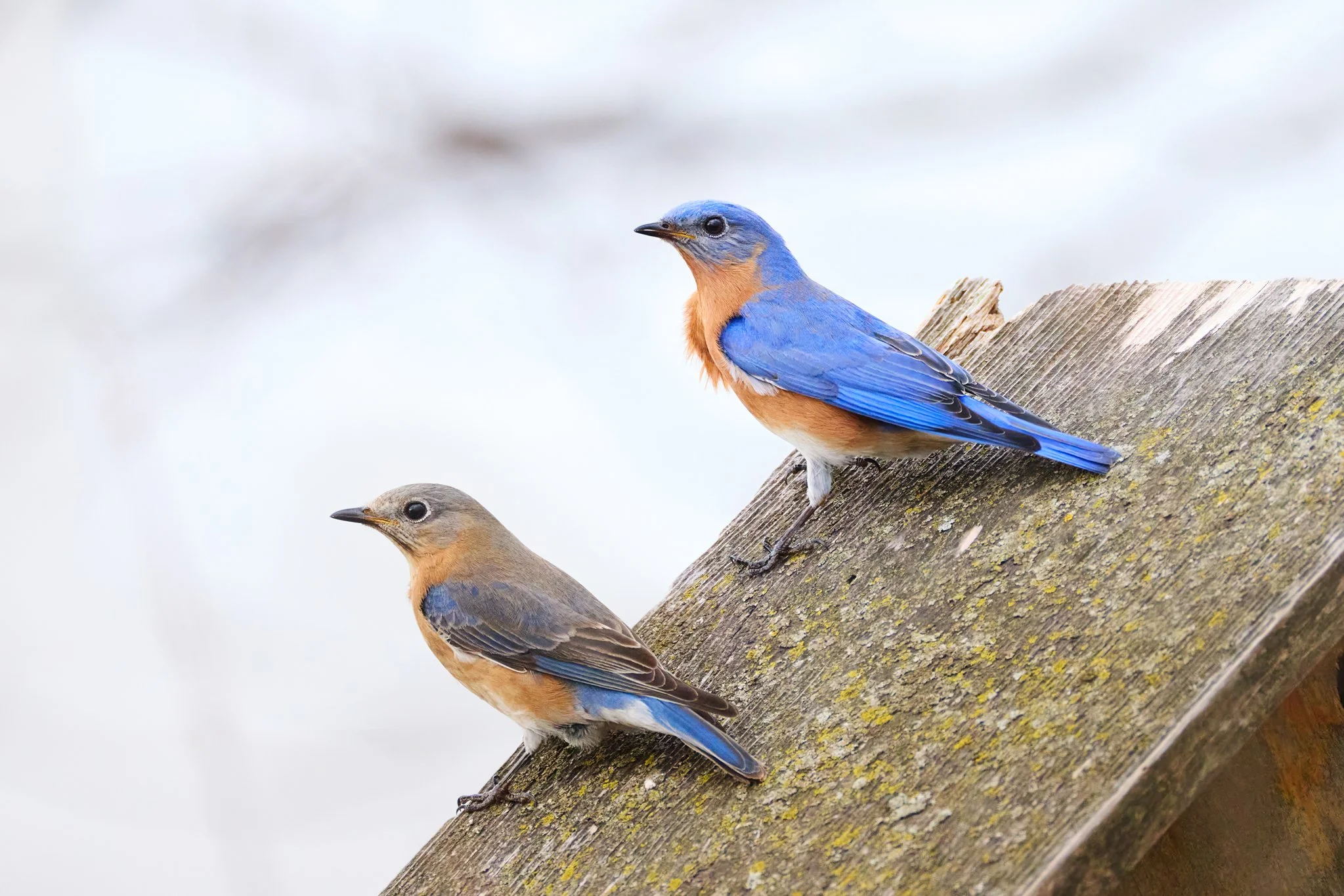 EasternBluebirds_MaleAndFemale_2.jpg