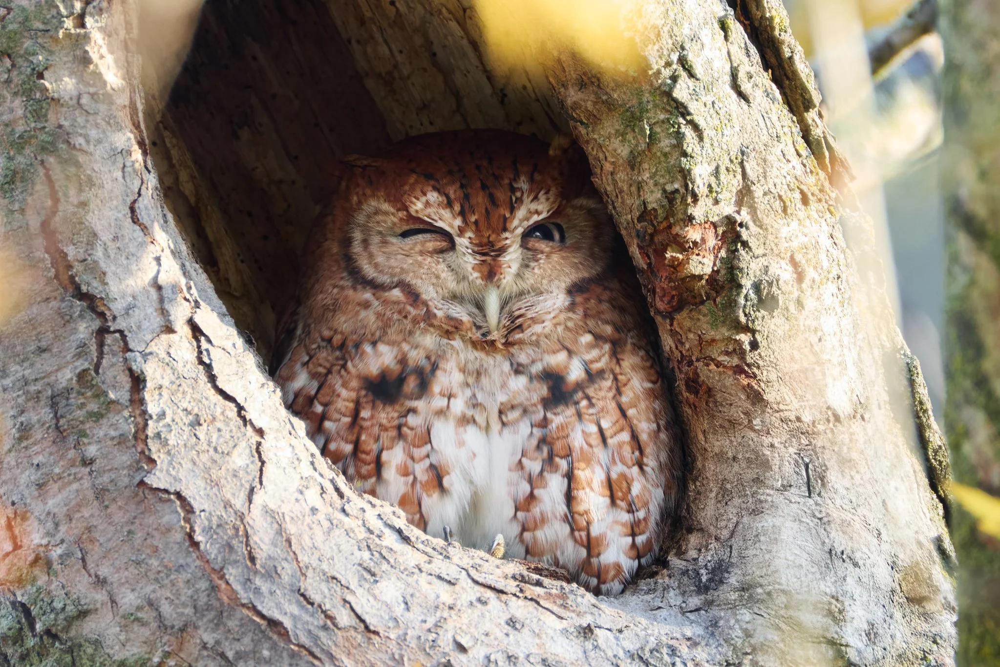 EasternScreechOwl_RedMorph_HLFP_3_Alt.jpg
