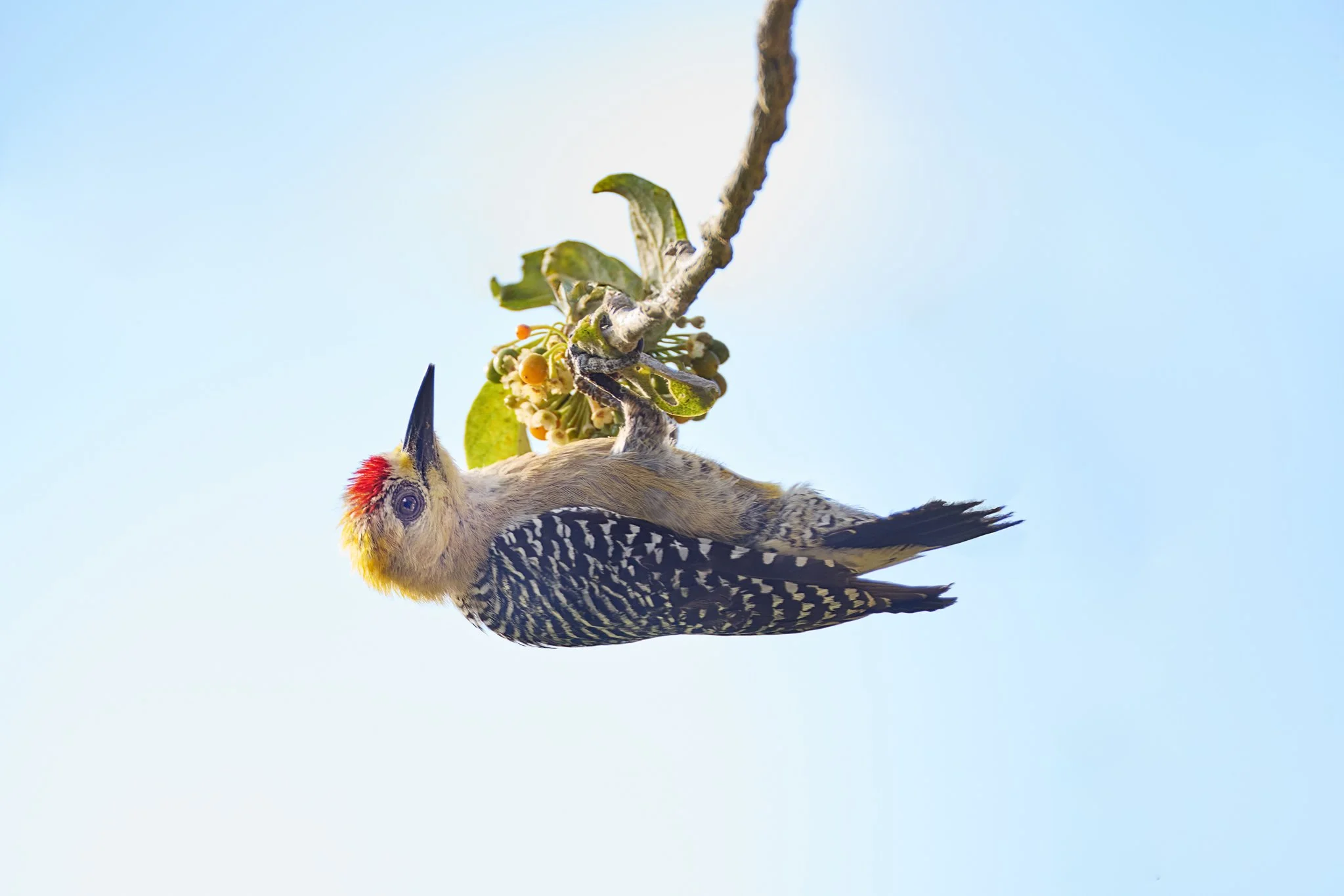 HoffmansWoodpecker_MonteverdeCR_1.jpg