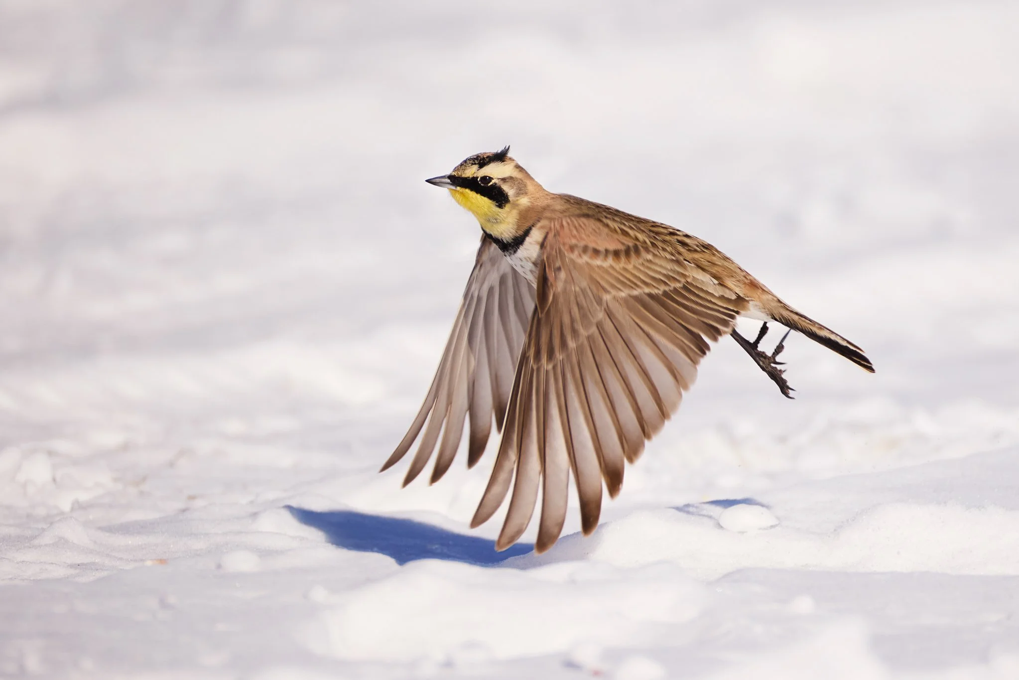 HornedLark_InFlight_1.jpg