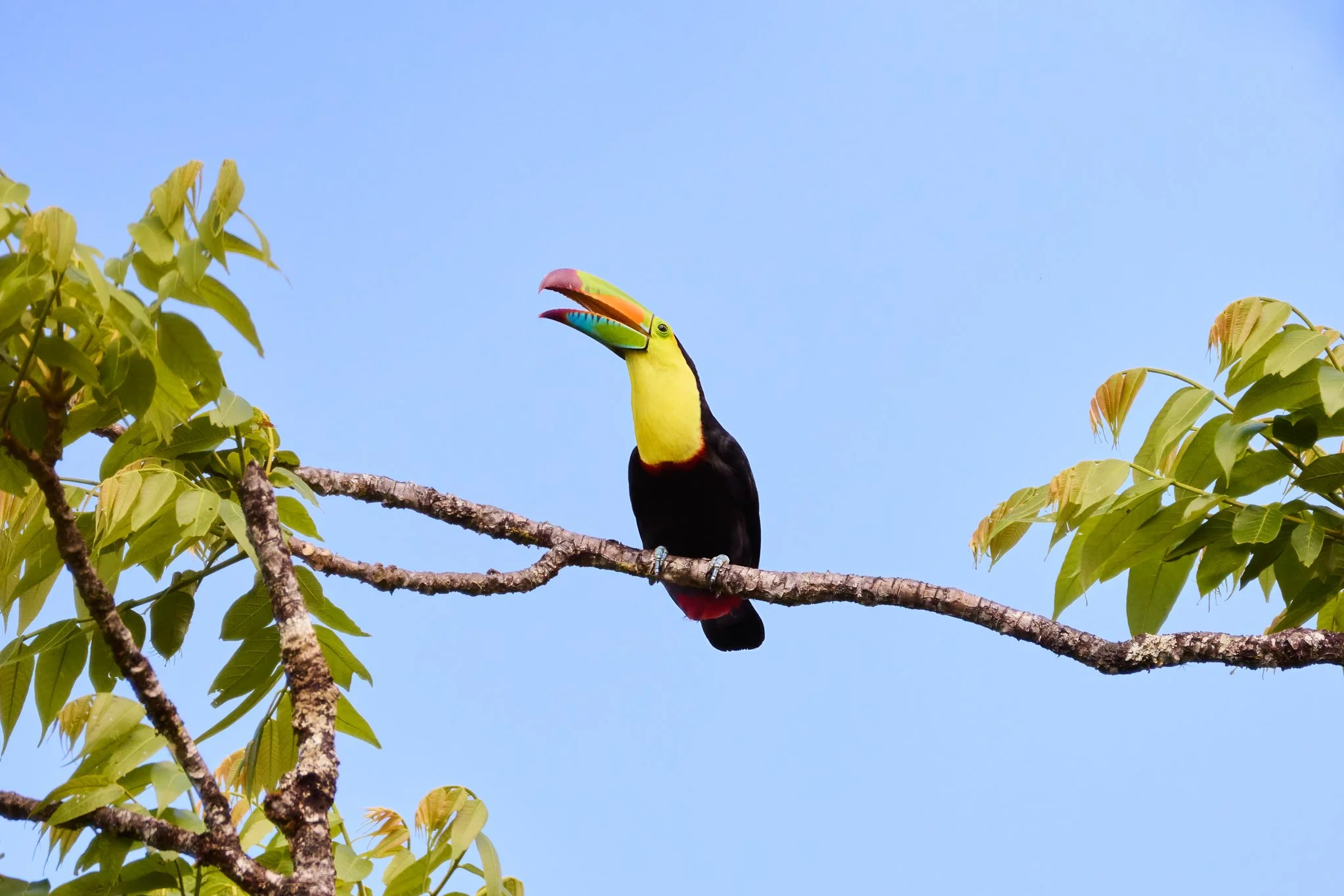 KeelBilledToucan_MonteverdeCR_2.jpg