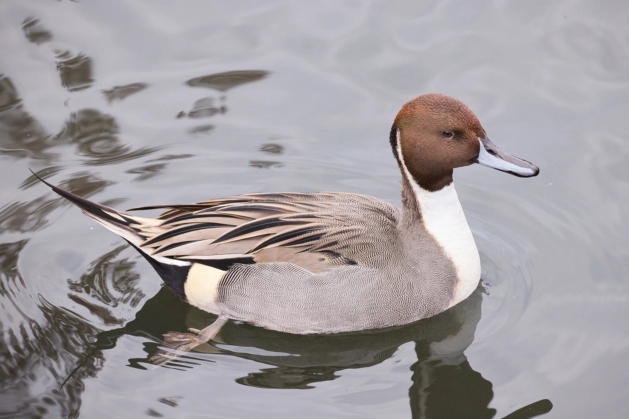 NorthernPintail_Male_LPZ_2.jpg