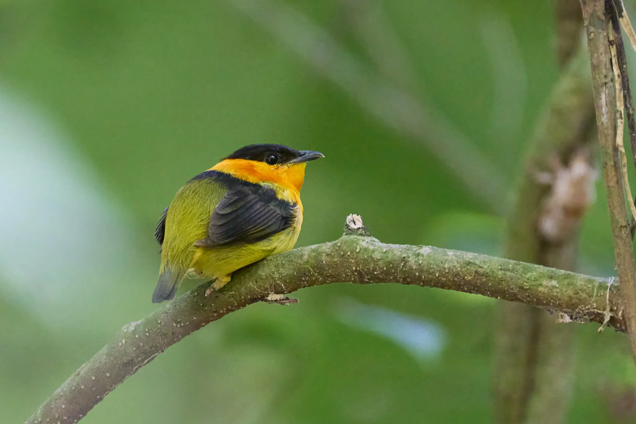 OrangeCollaredManakin_Male_ParqueNacionalCararaCR_1.jpg