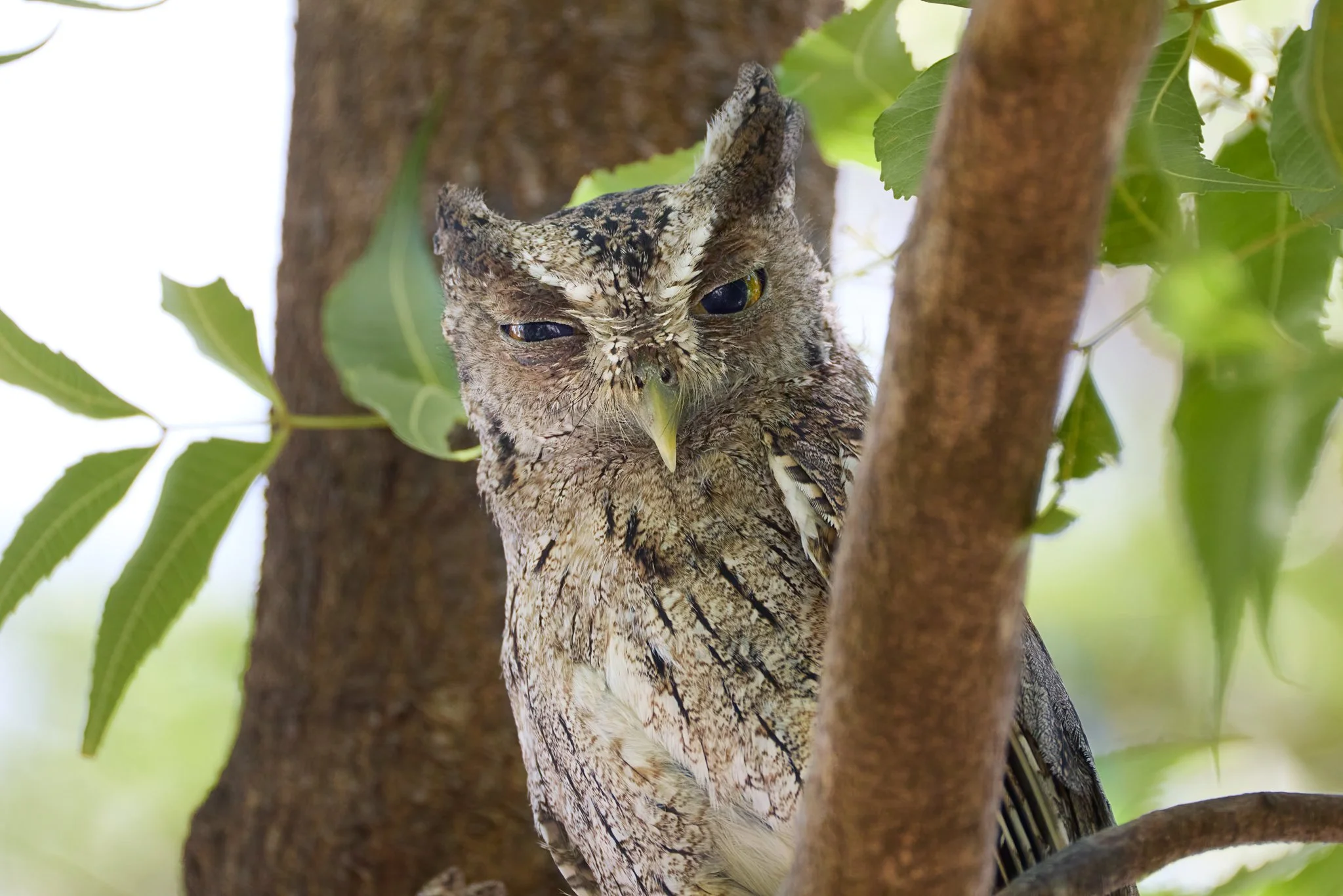 PacificScreechOwl_RanchoHumoEstanciaCR_1.jpg