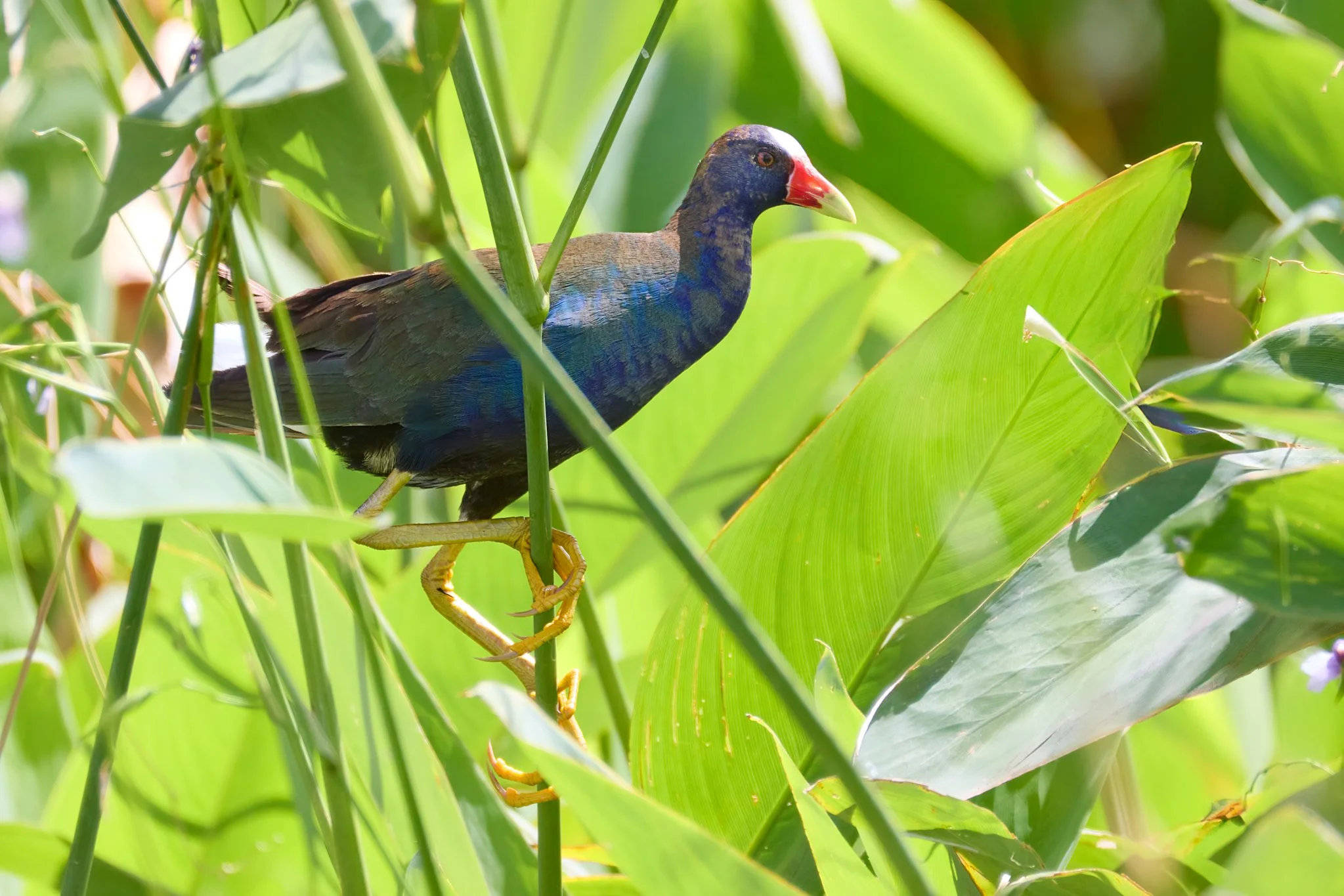 PurpleGallinule_PaloVerdeNPCR_2.jpg