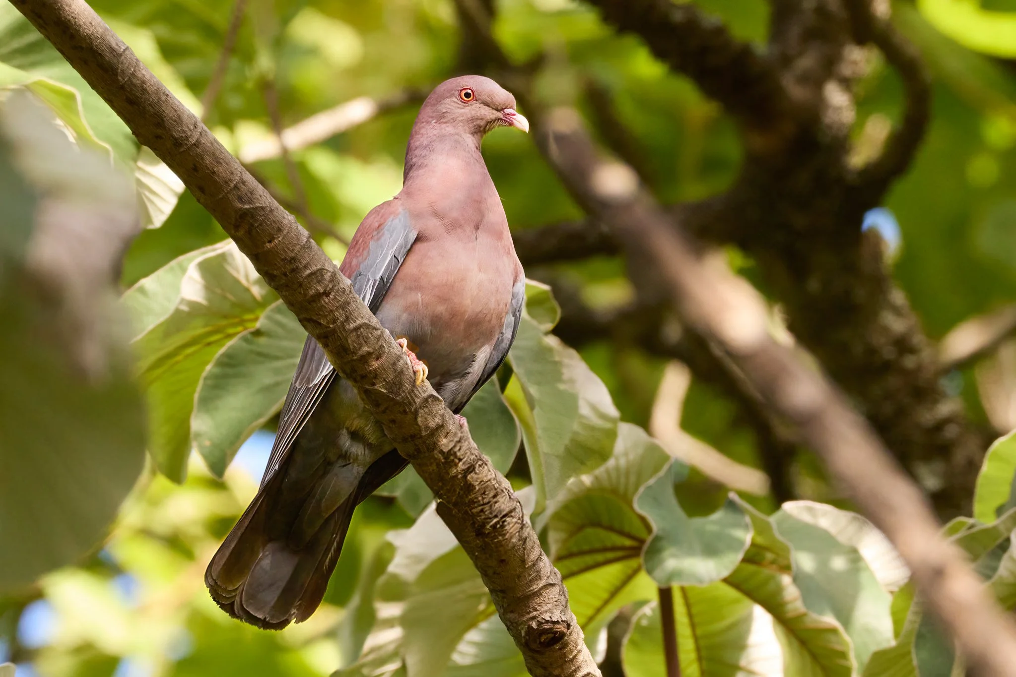 RedBilledPigeon_SanJoseCR_1.jpg
