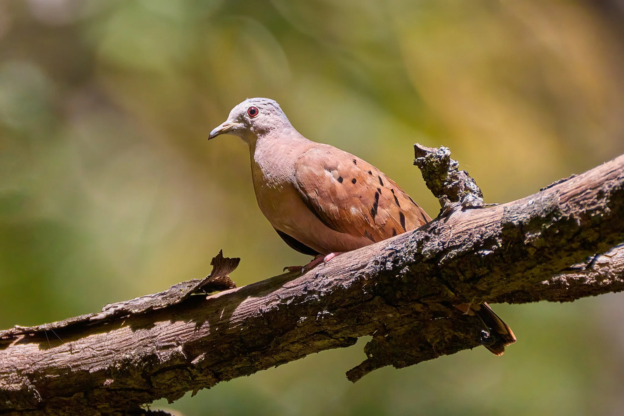 RuddyGroundDove_Tarcoles_1.jpg
