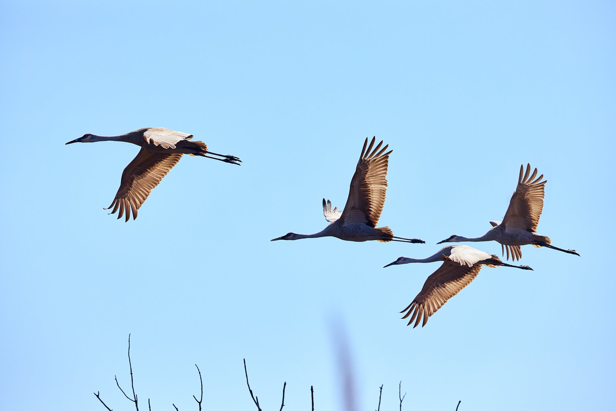 SandhillCranesInFlight_CT.jpg