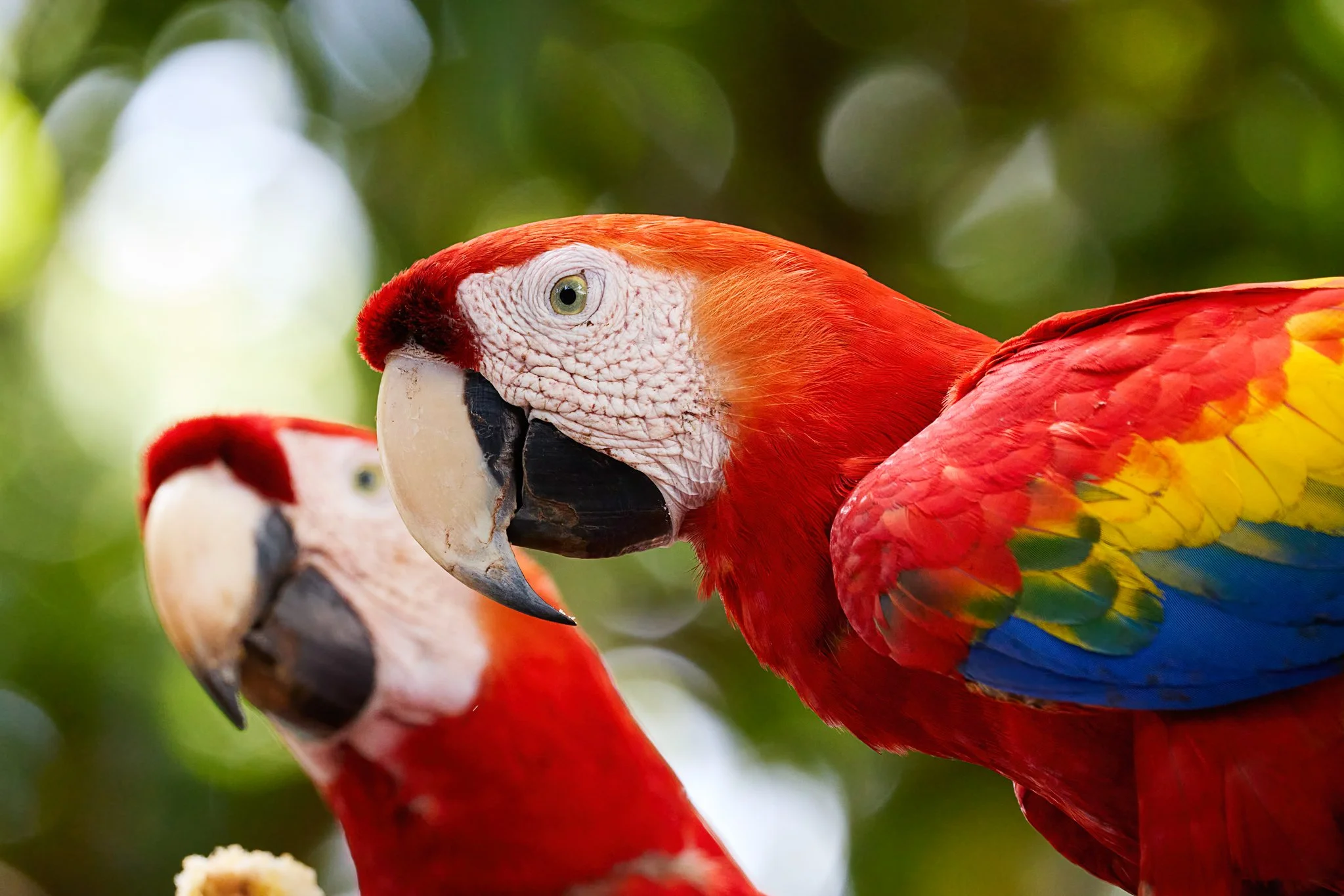 ScarletMacaw_LimonalCR_1.jpg