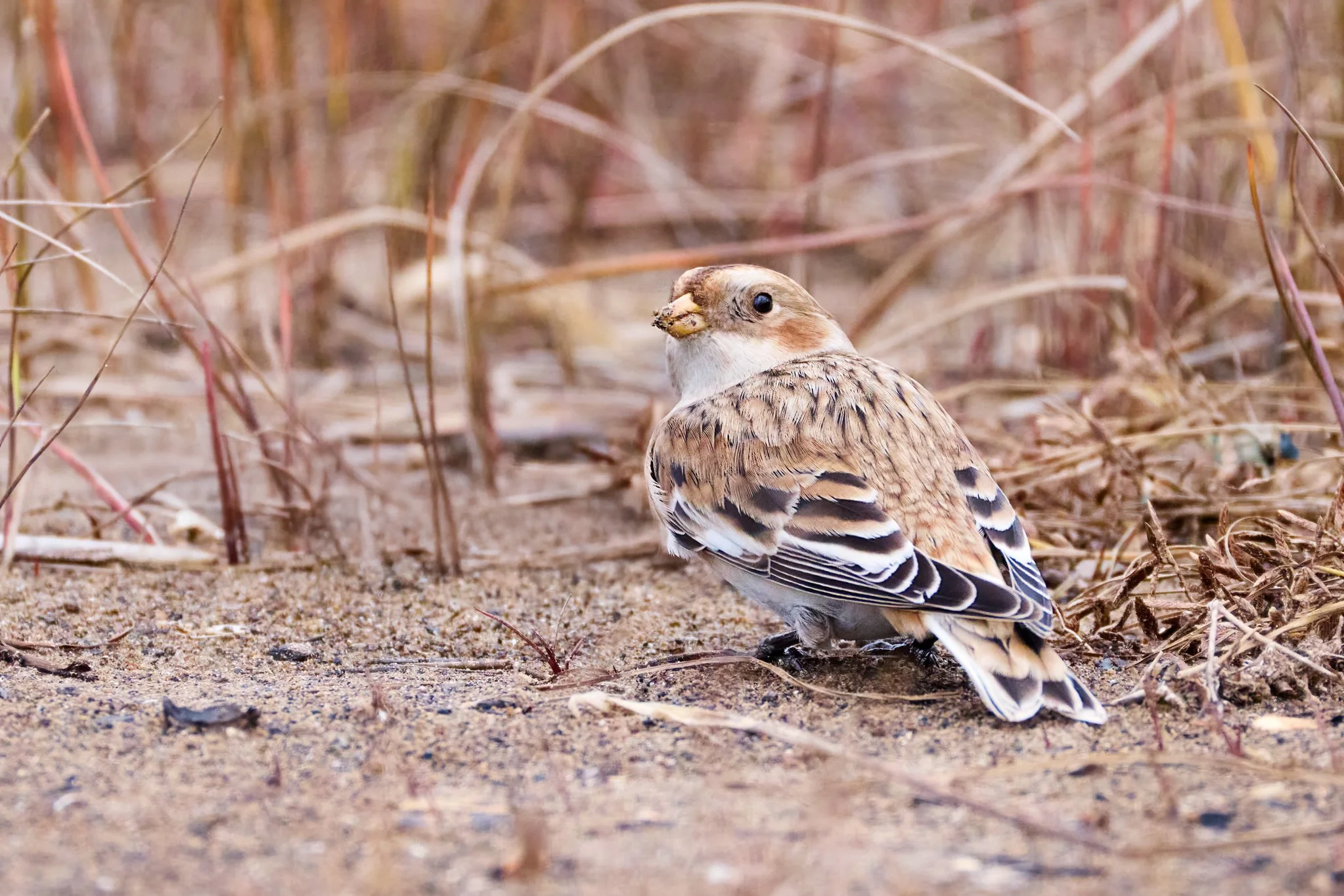 SnowBunting_MH_1.jpg