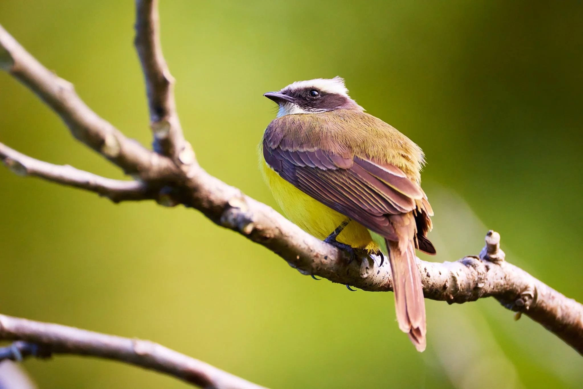 SocialFlycatcher_SanJoseCR_1.jpg