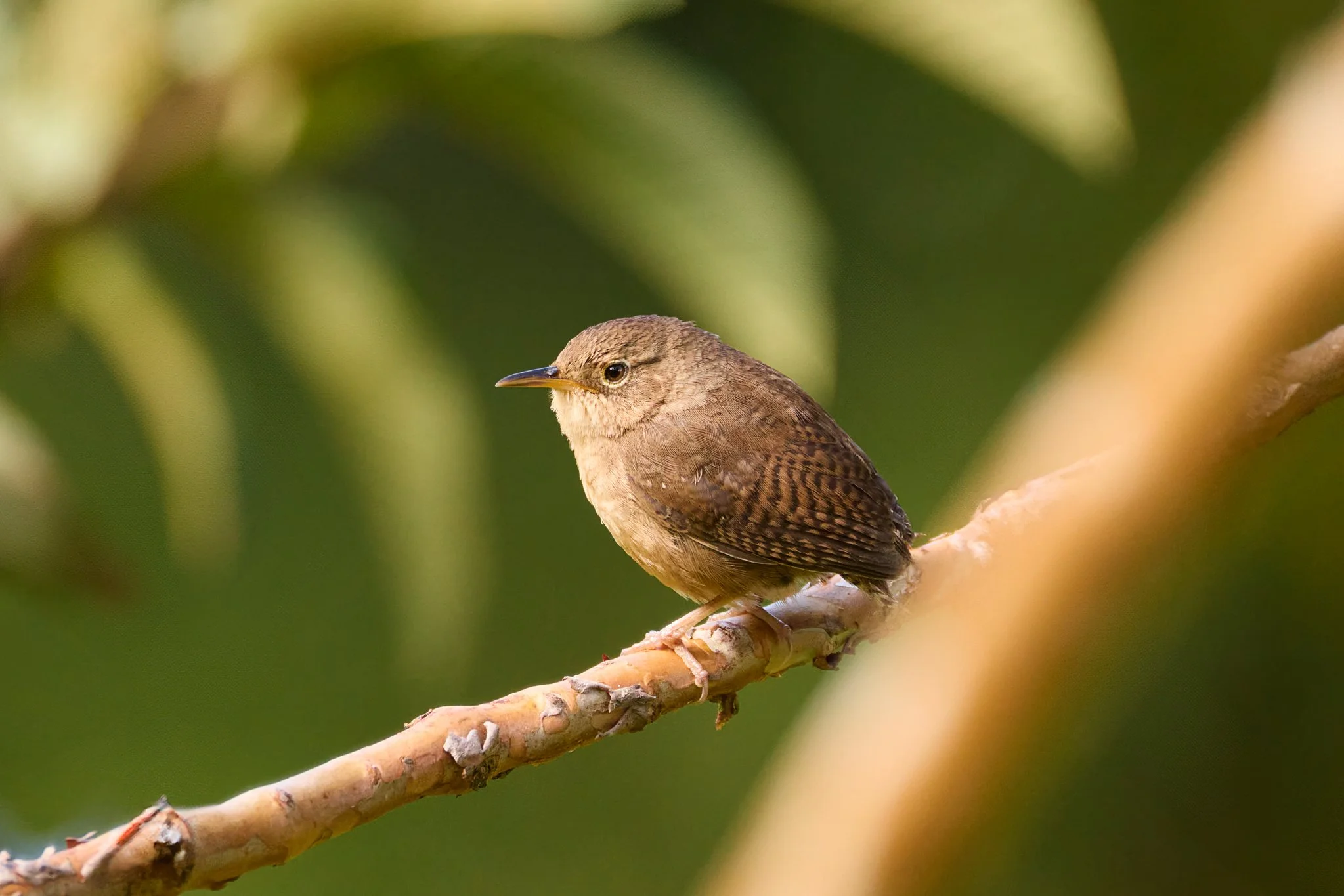SouthernHouseWren_MonteverdeCR_1.jpg