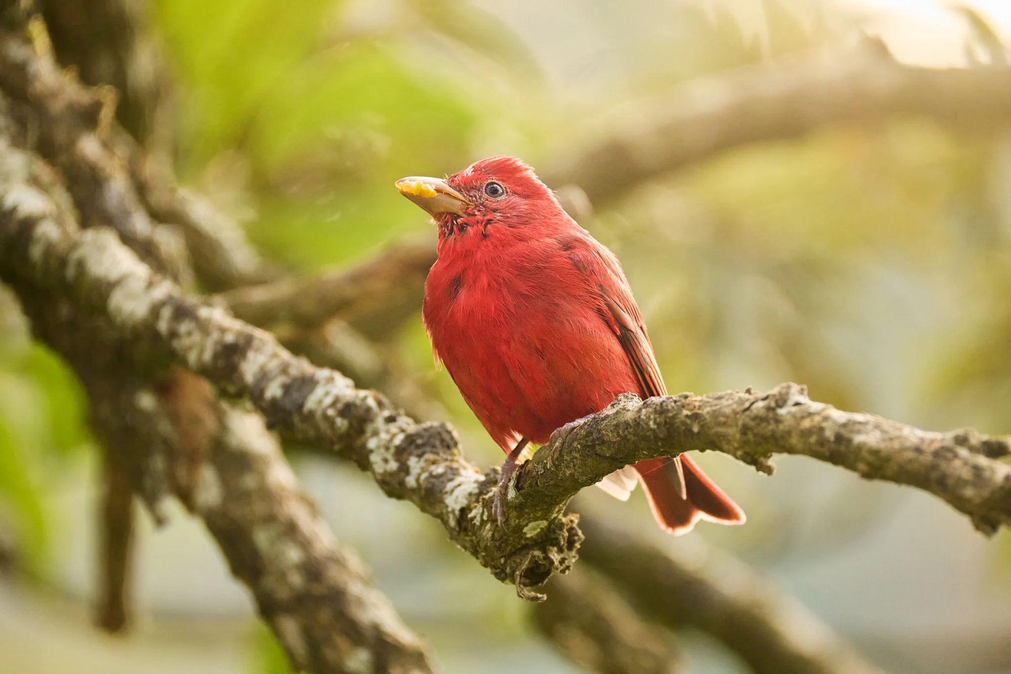 SummerTanager_MonteverdeCR_1.jpg