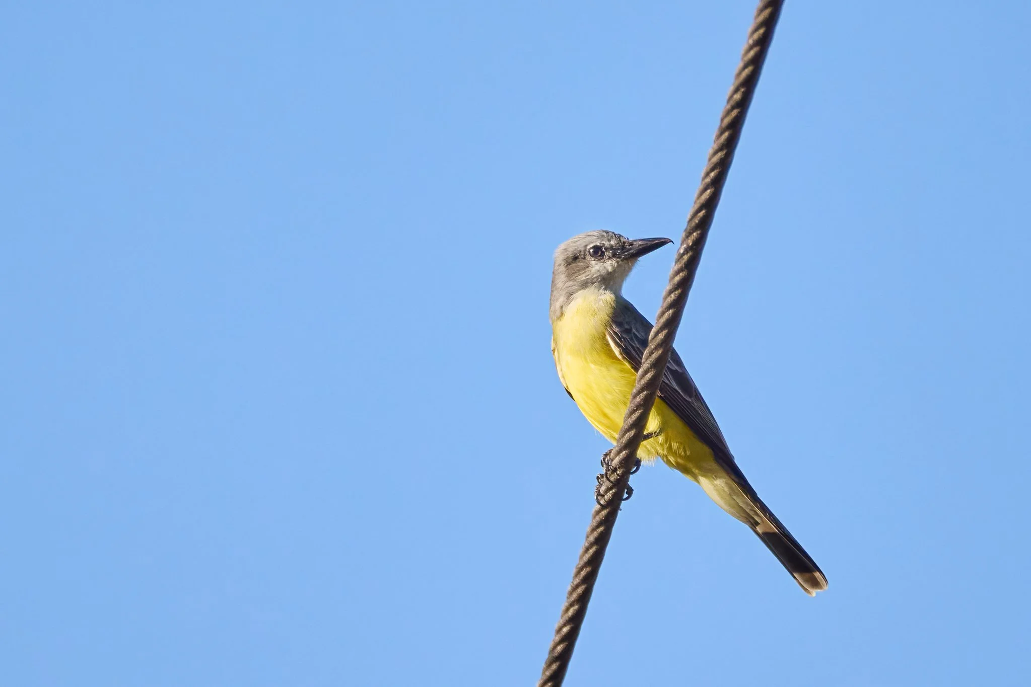 TropicalKingbird_MonteverdeCR_3.jpg