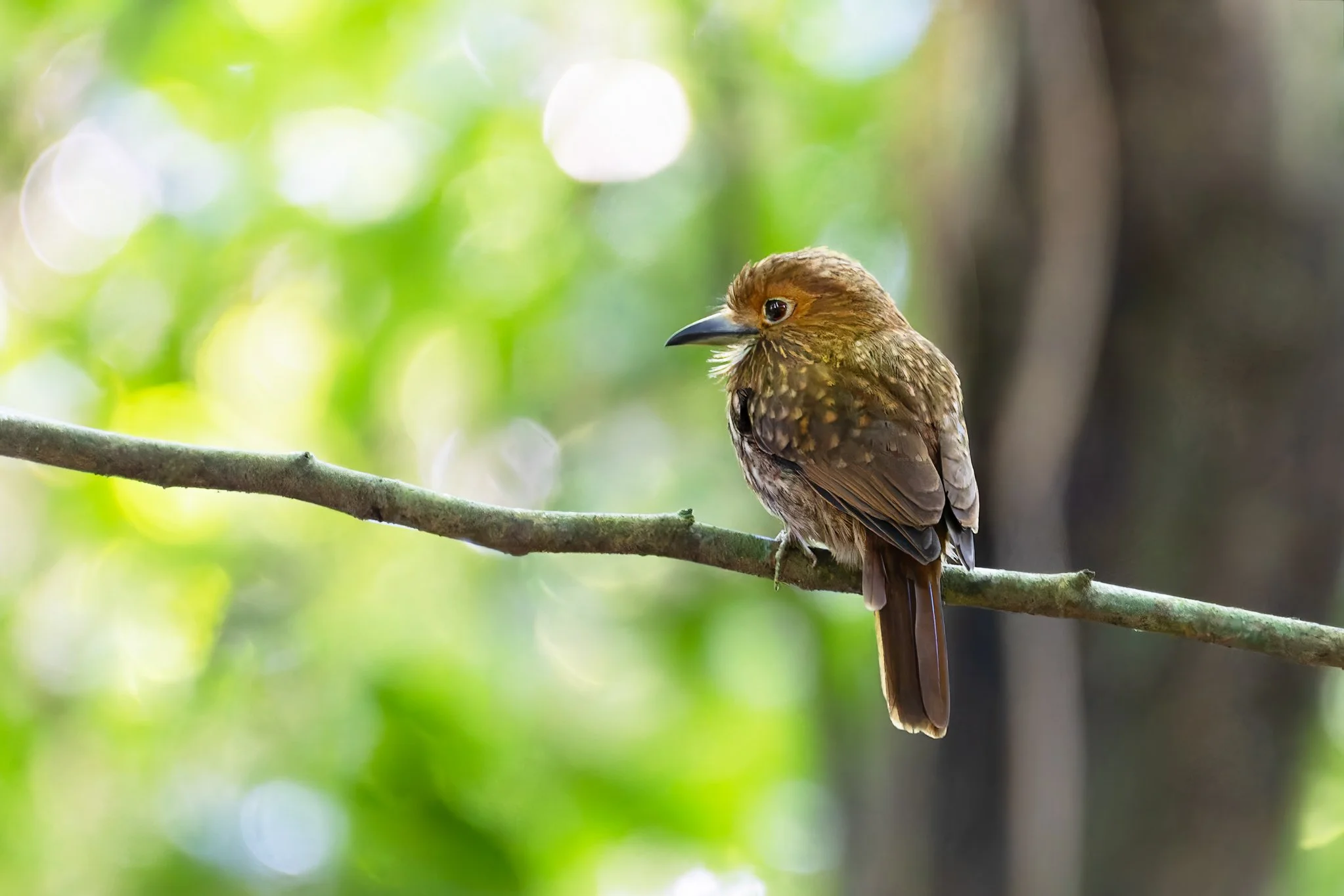 WhiteWhiskeredPuffbird_ParueNacionalCararaCR_1.jpg
