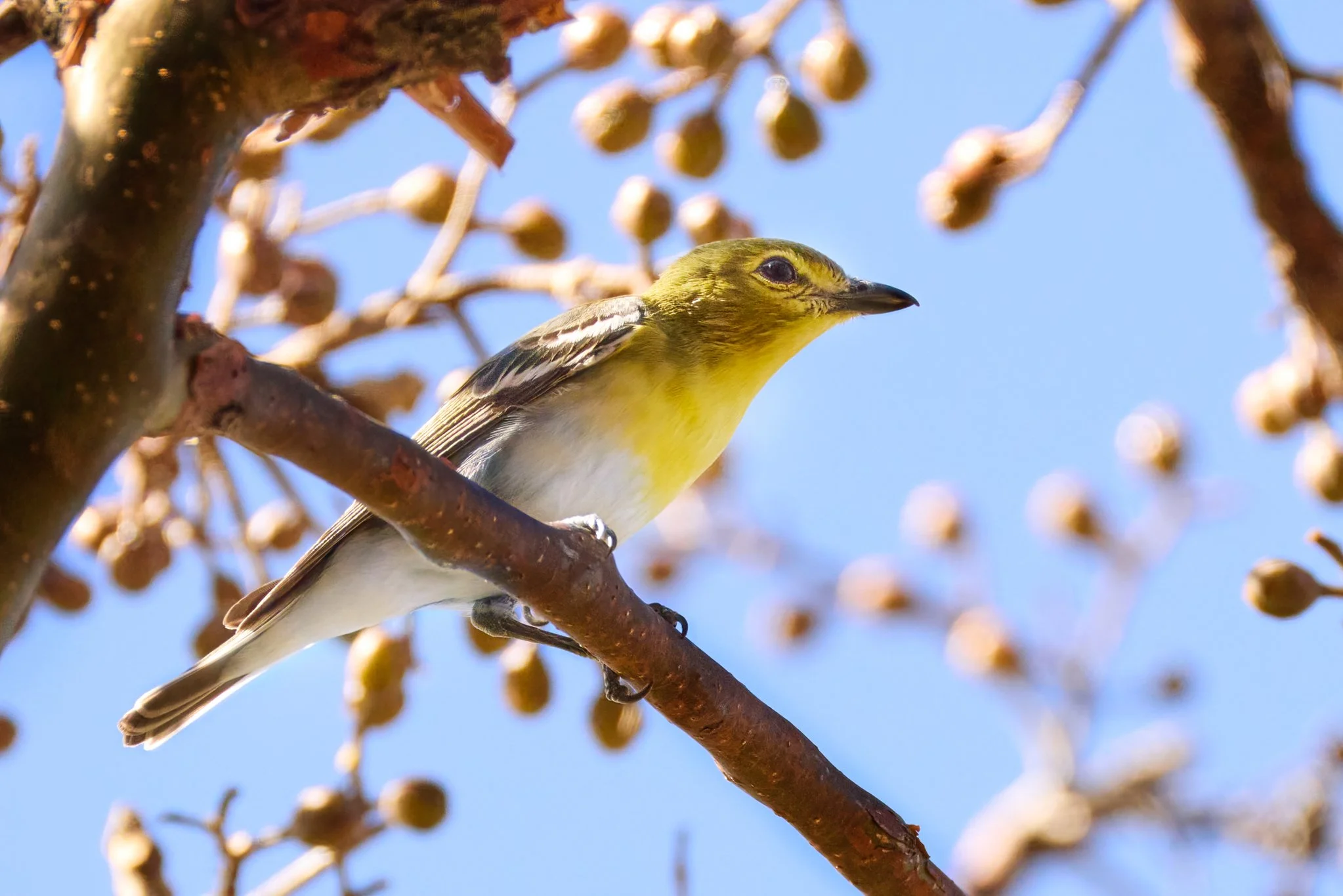 YellowThroatedVireo_SanJoseCR_1.jpg
