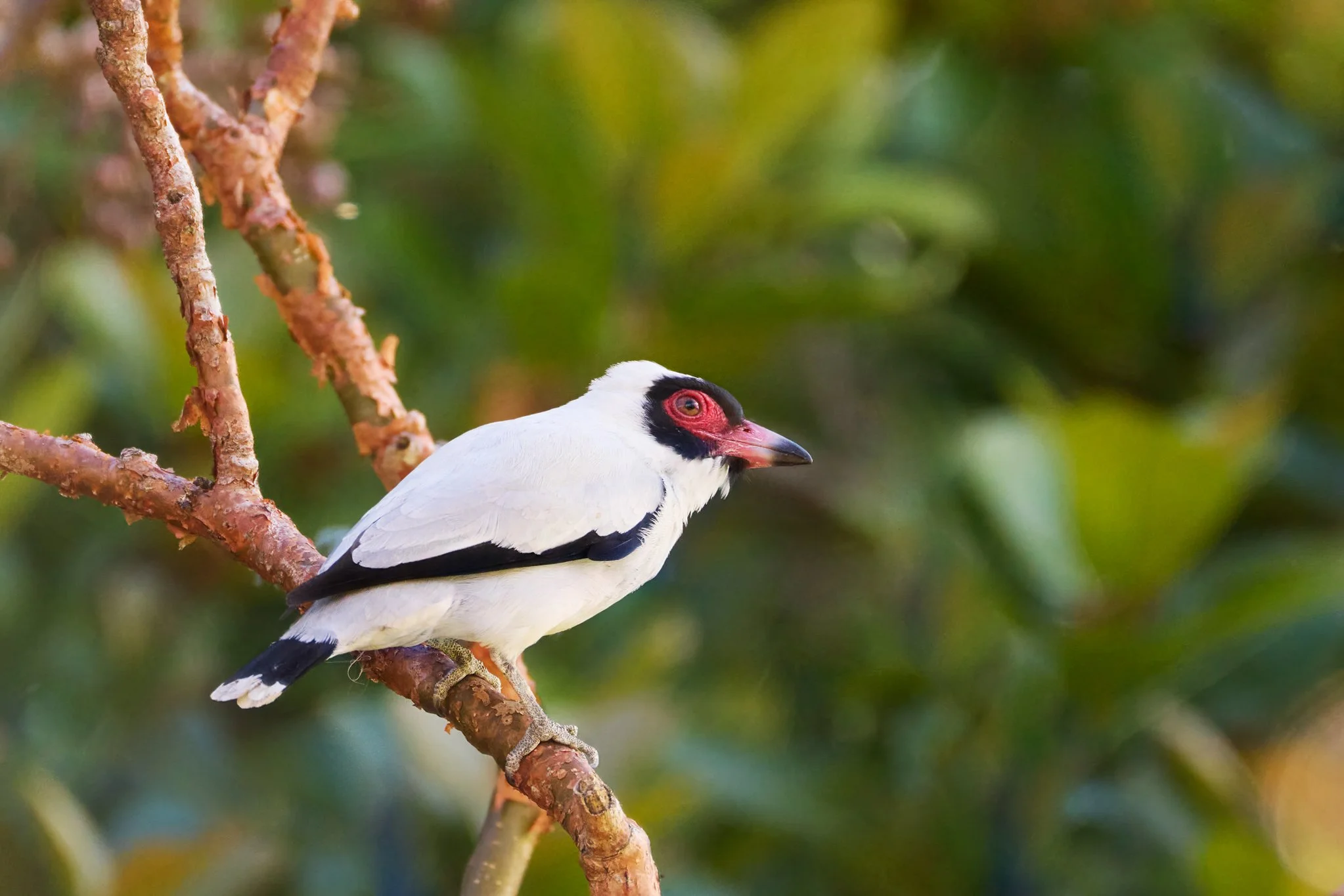 MaskedTityra_SanJoseCR_1 (1).jpg