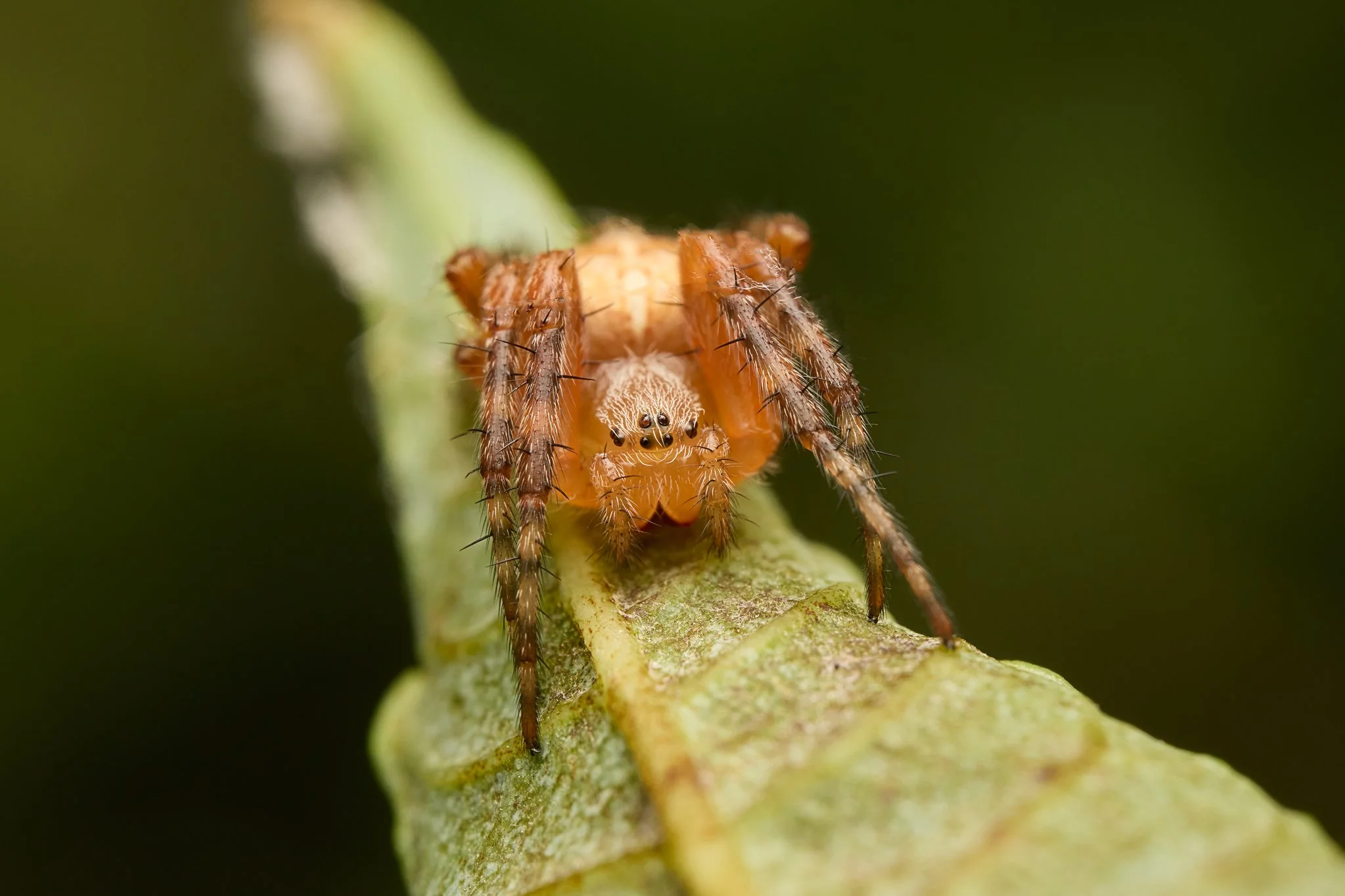 AraneusDiadematus_CrossOrbweaver_1.jpg