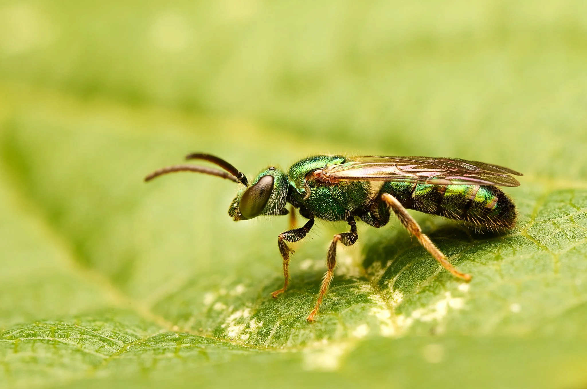 AugochloraPura_PureGreenSweatBee_CTNC_1.jpg