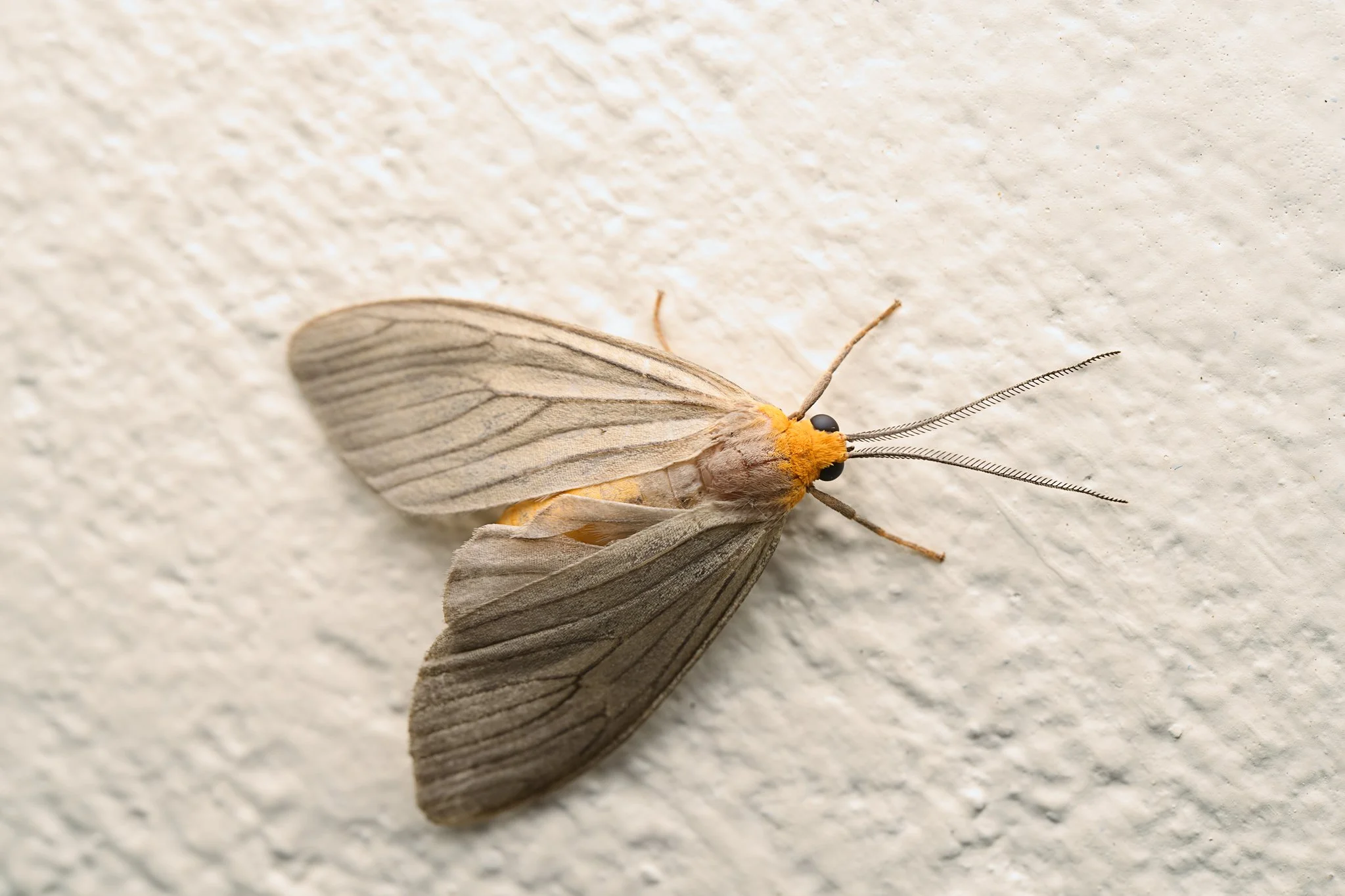 BiturixVenosata_Moth_1.jpg