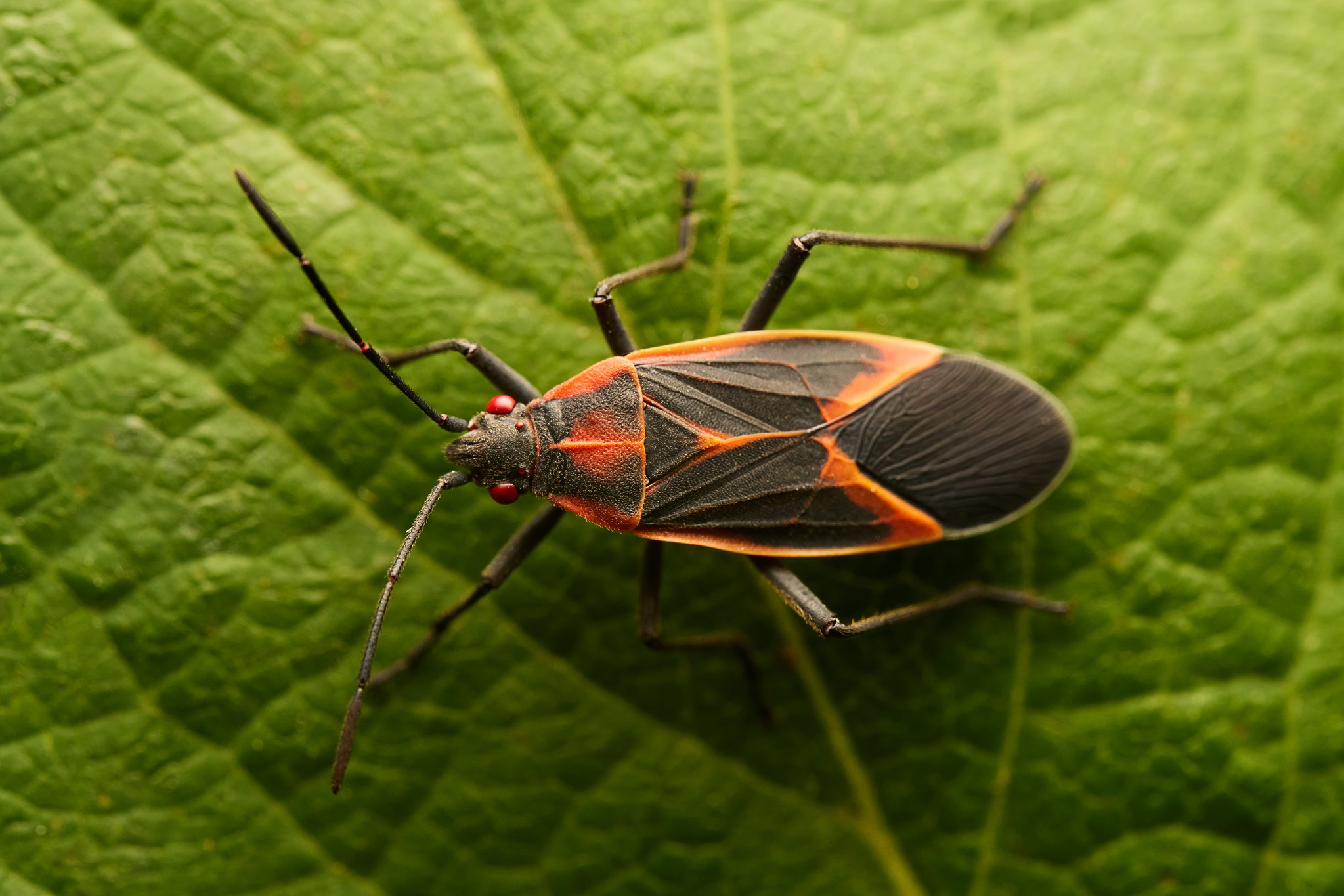 BoiseaTrivittata_EasternBoxelderBug_1.jpg