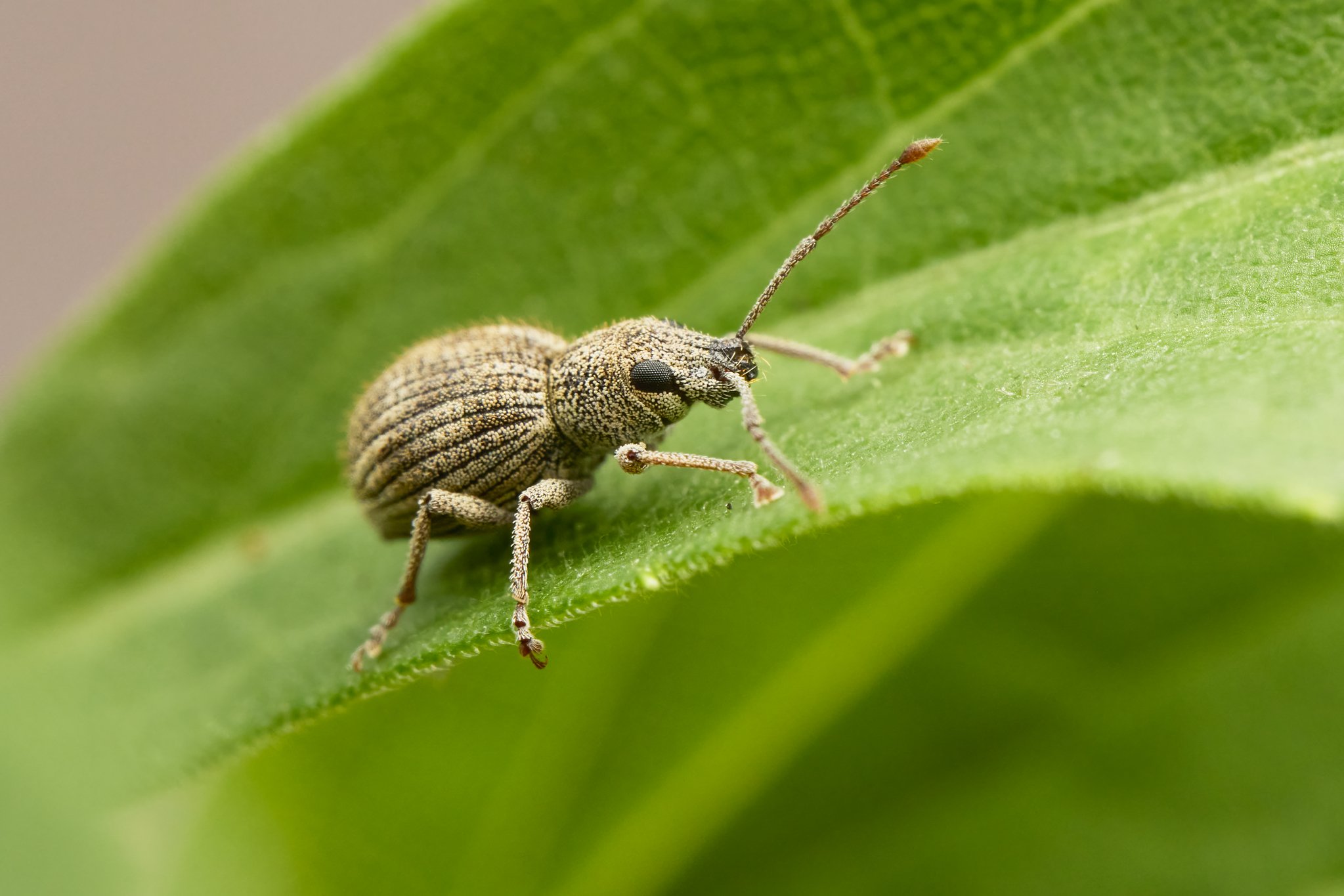 CalomycterusSetarius_ImportedLongHornedWeevil_CT_2.jpg