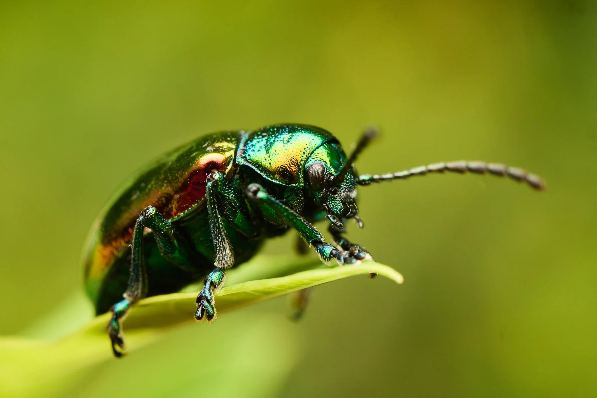 ChrysochusAuratus_DogbaneLeafBeetle_1.jpg