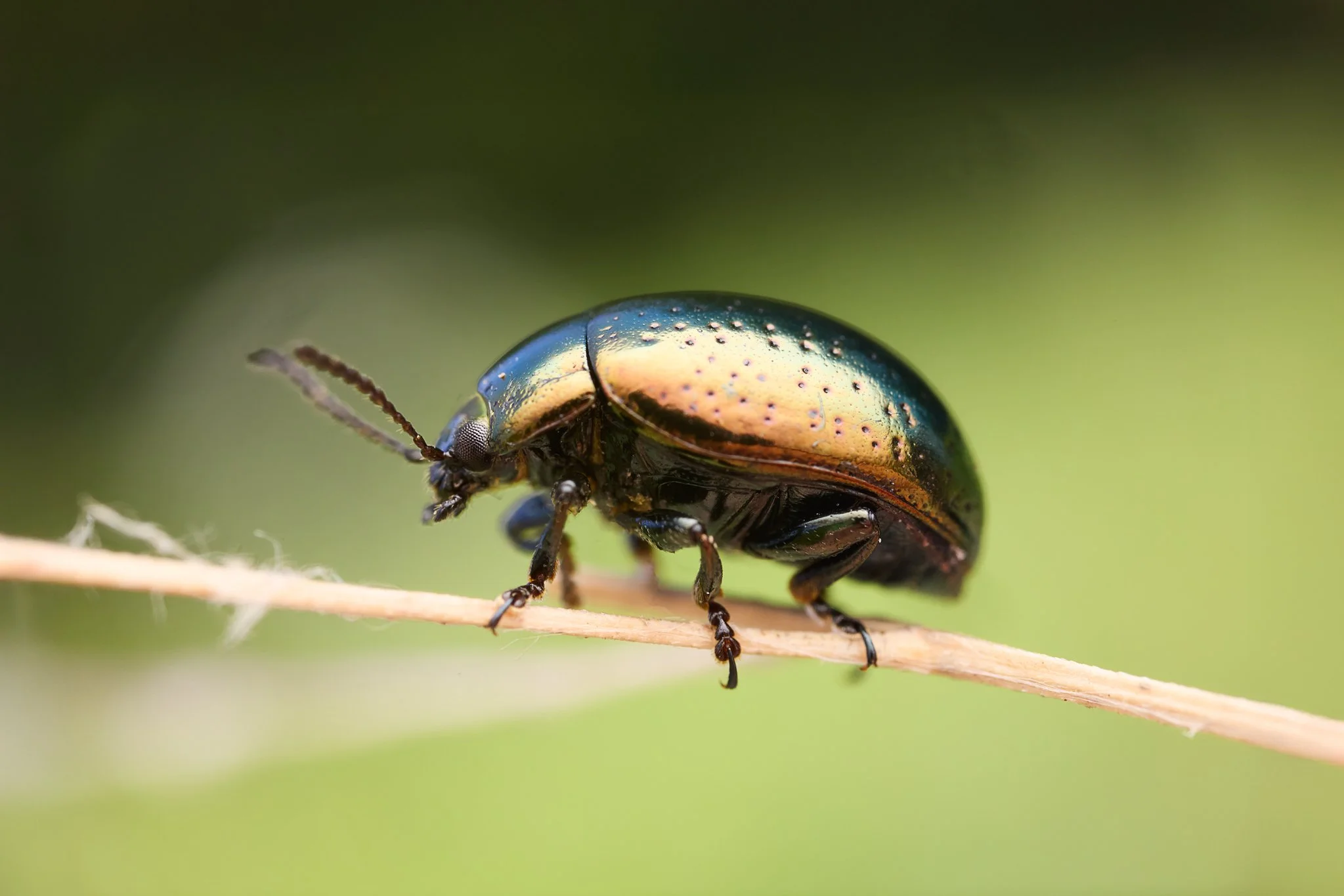 ChrysolinaHyperici_SaintJohnsWortBeetle_FSC_1.jpg