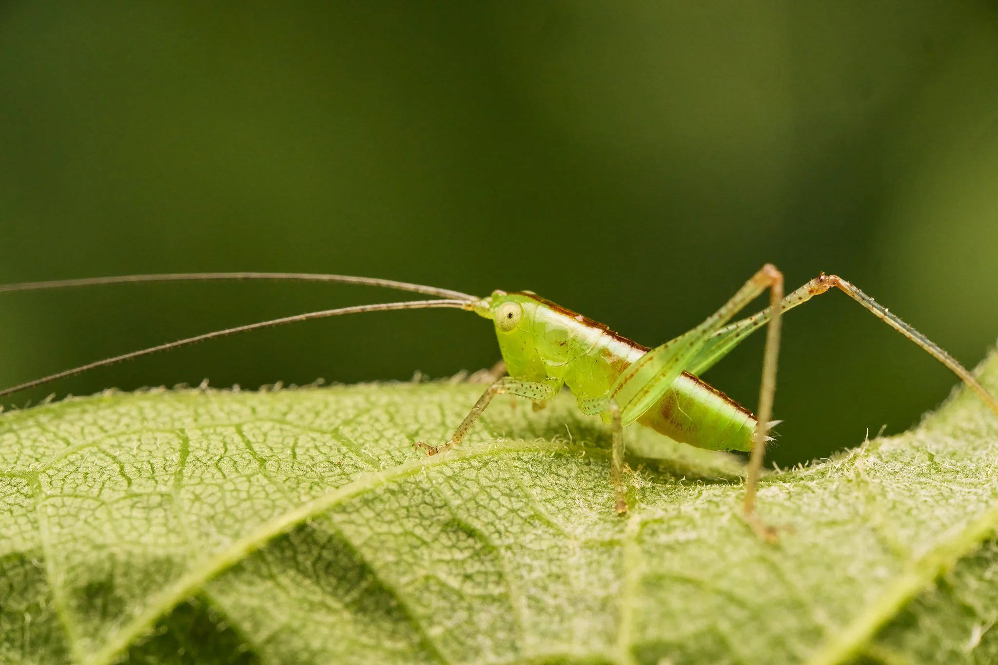 ConocephalusBrevipennis_ShortWingedMeadowKatydid_CT_1.jpg