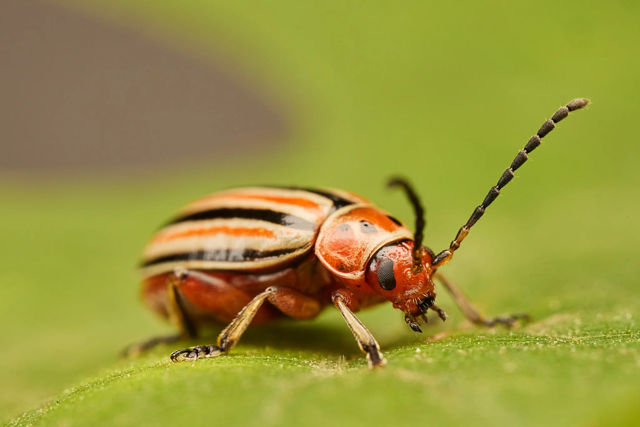 DisonychaCaroliniana_FleaBeetle_ANL_2.jpg