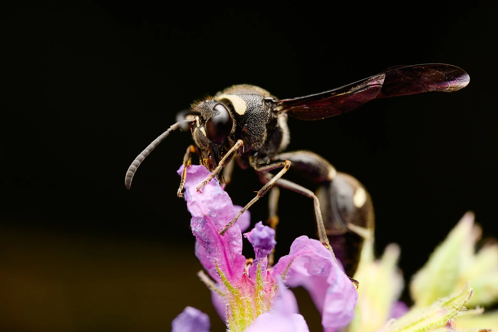 EumenesFraternus_FraternalPotterWasp_PHM_1.jpg