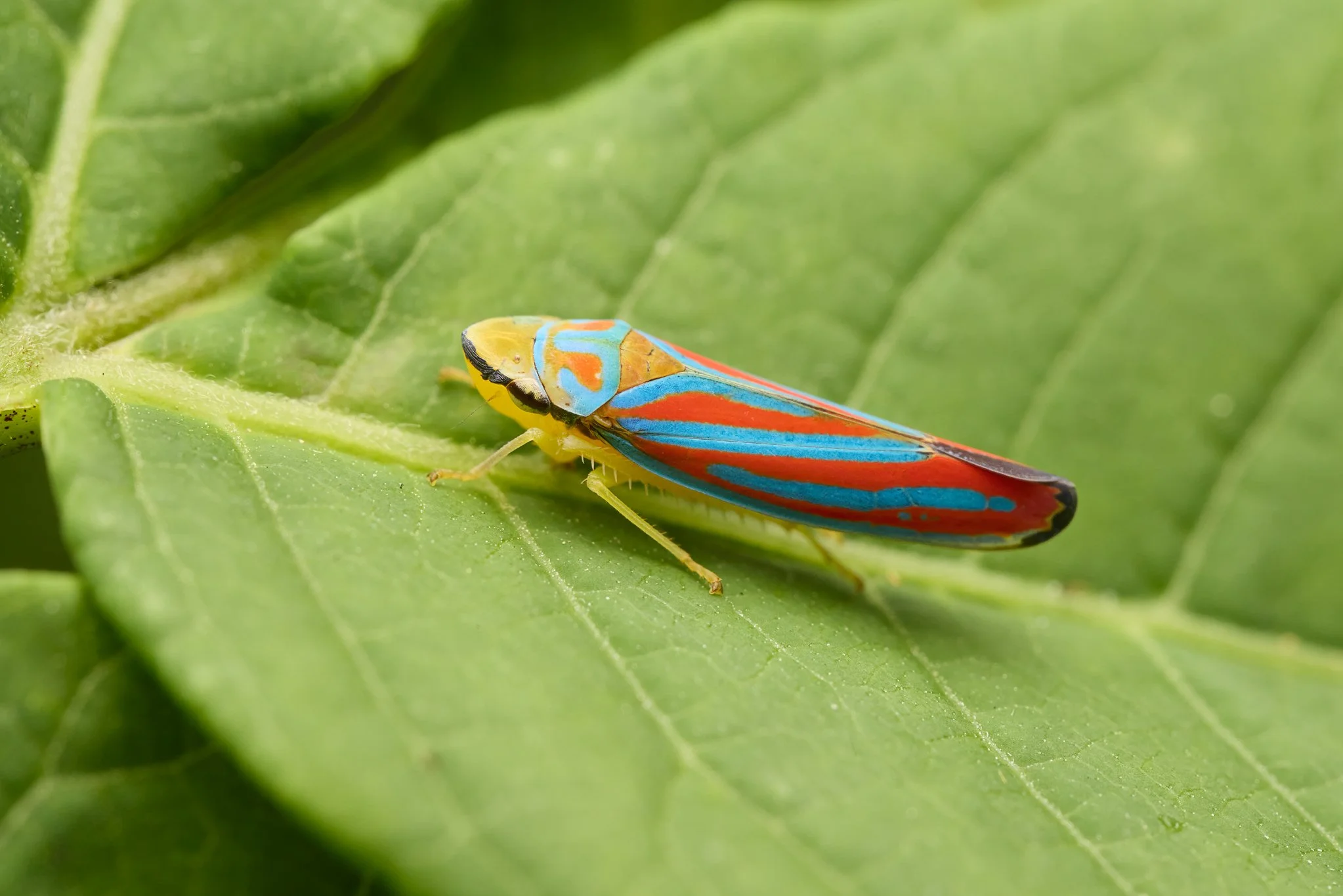 GraphocepphalaCoccinea_RedBandedLeafhopper_1.jpg