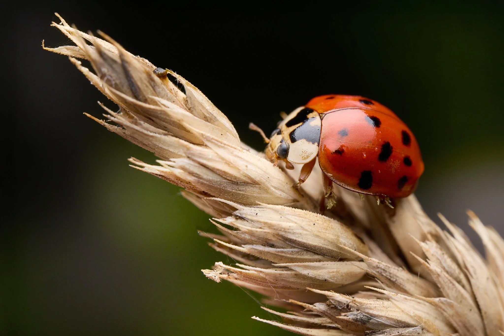 HarmoniaAxyridis_AsianLadyBeetle_CT_1.jpg