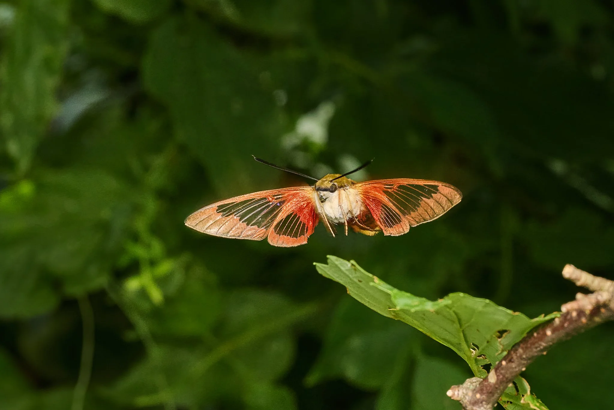 HemarisThysbe_HummingbirdClearwingMoth_1.jpg