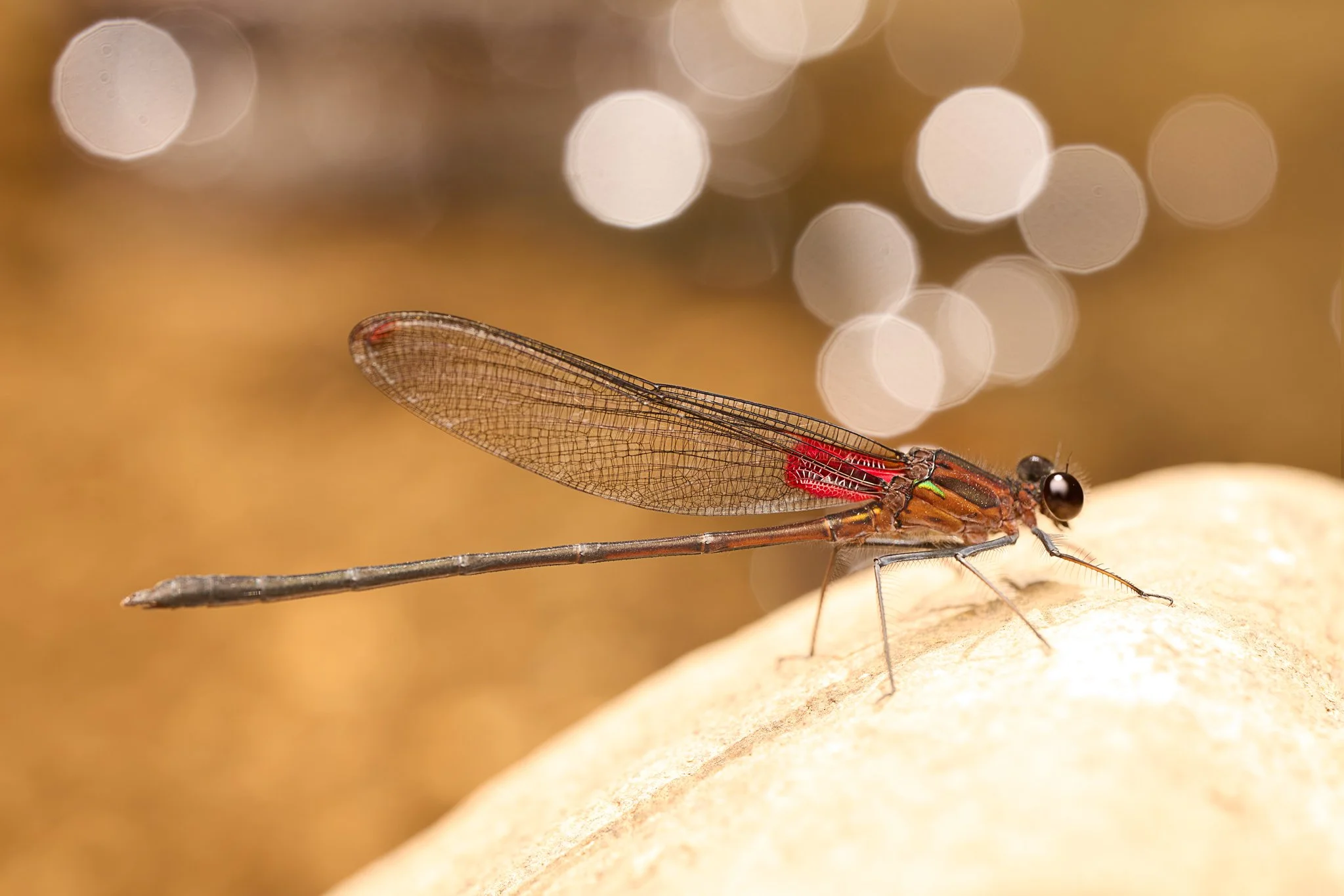 HetaerinaCruentata_HighlandRubyspotDamselfly_MonteverdeCR_1.jpg