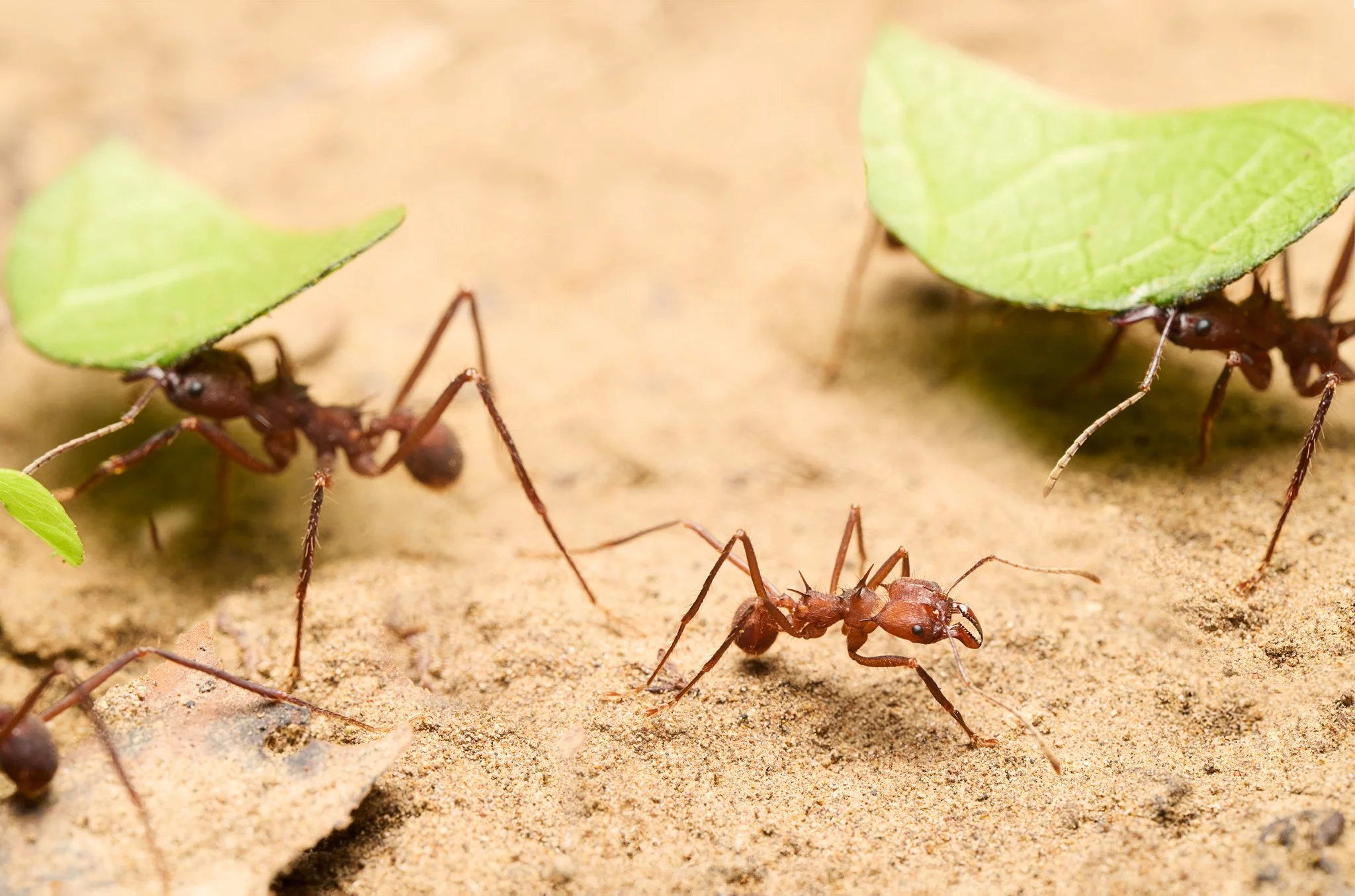 LeafCutterAnts_CararaNPCR_1.jpg