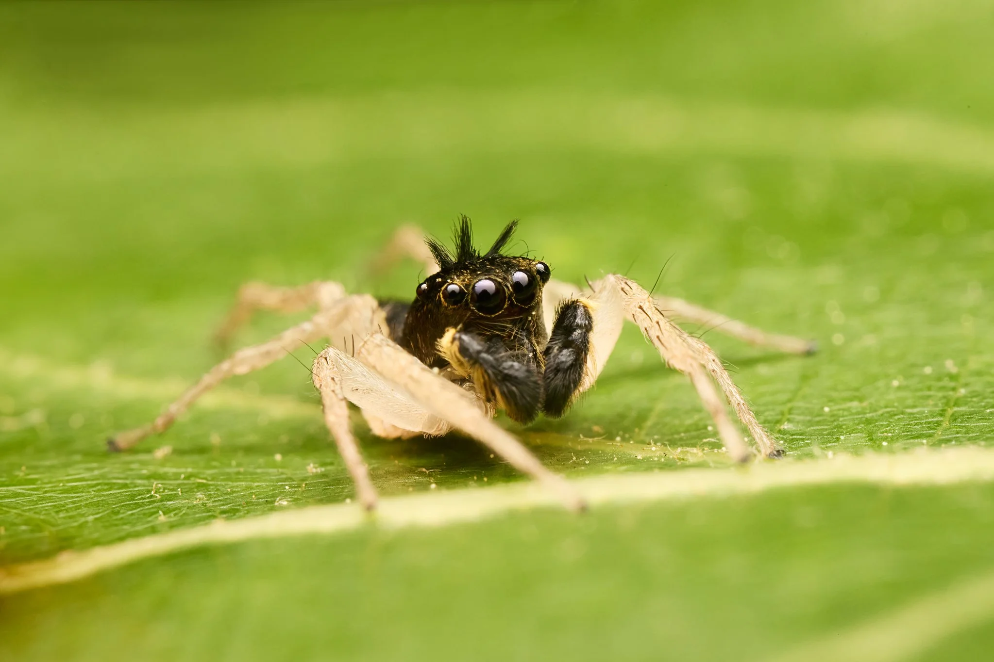 MaeviaInclemens_DimorphicJumpingSpider_Male_BlackMorph_RT_5.jpg
