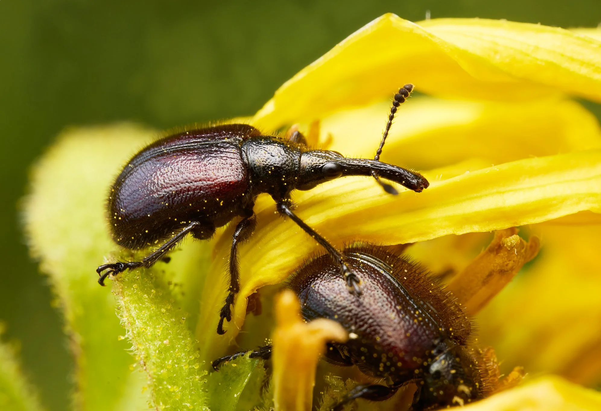 MagdalisPerforata_Weevil_1.jpg