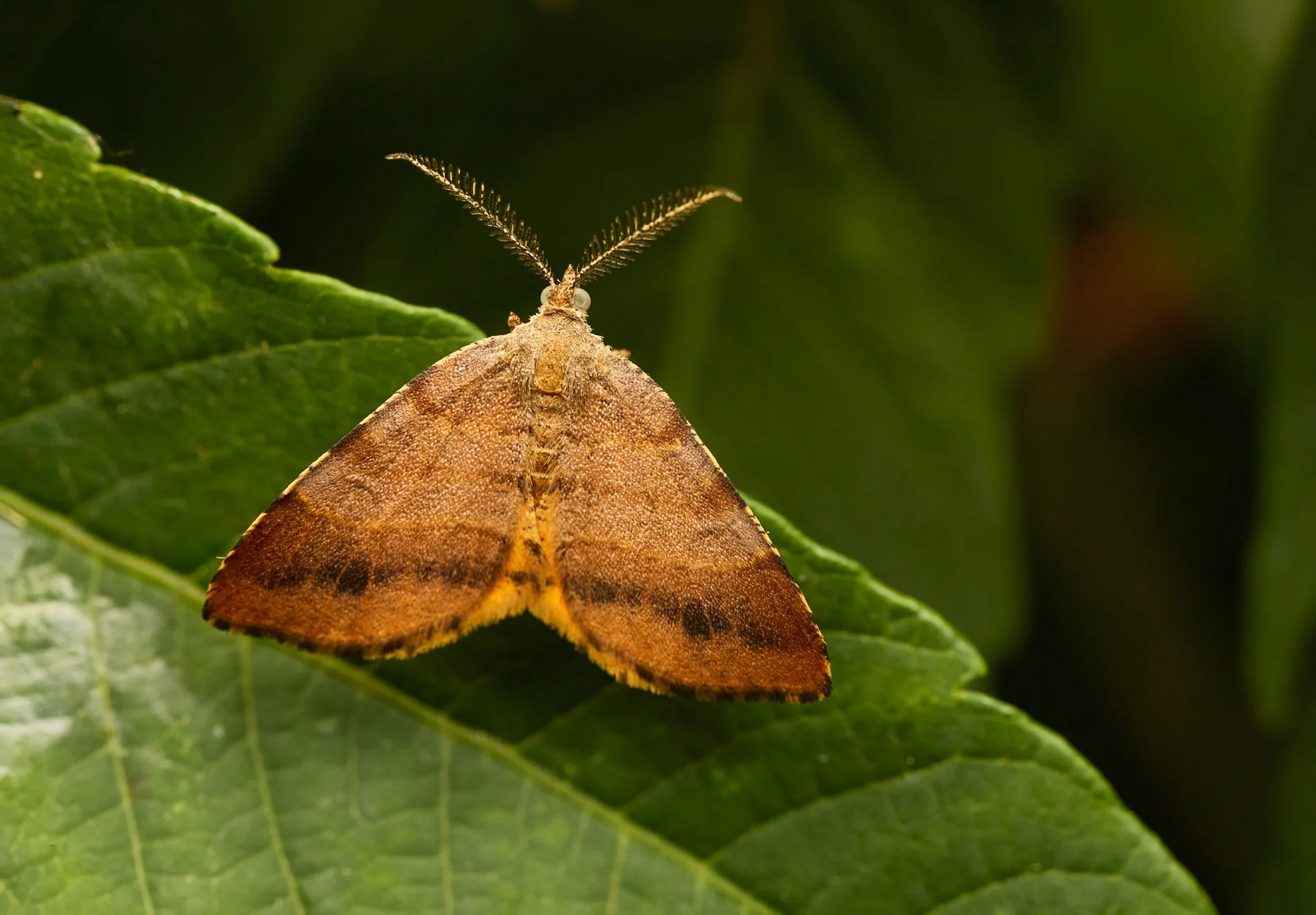 MellillaXanthometata_OrangeWingMoth_1.jpg