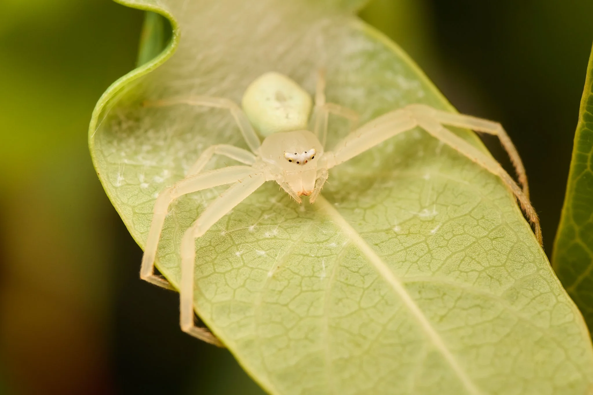MisumessusOblongus_CrabSpider_1.jpg
